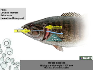 Trocas gasosas
Biologia e Geologia – 10º ano
Maria João Drumond / maio 2015
Peixe
Difusão Indireta
Brânquias
Hematose Branqueal
 