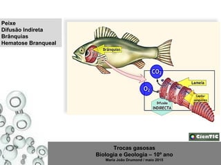 Trocas gasosas
Biologia e Geologia – 10º ano
Maria João Drumond / maio 2015
Peixe
Difusão Indireta
Brânquias
Hematose Branqueal
 