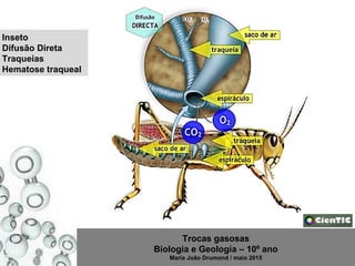 Trocas gasosas
Biologia e Geologia – 10º ano
Maria João Drumond / maio 2015
Inseto
Difusão Direta
Traqueias
Hematose traqueal
 