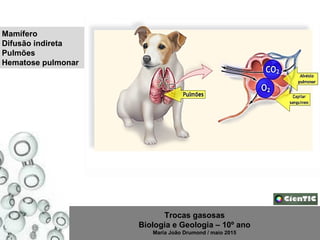 Trocas gasosas
Biologia e Geologia – 10º ano
Maria João Drumond / maio 2015
Mamífero
Difusão indireta
Pulmões
Hematose pulmonar
 