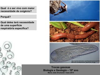 Trocas gasosas
Biologia e Geologia – 10º ano
Maria João Drumond / maio 2015
http://desnivel.pt/media/photos/escalada.jpg
http://perlbal.hi-pi.com/blog-images/597269/gd/1270905487/o-garoto-minhoca.jpg
http://upload.wikimedia.org/wikipedia/commons/7/72/
Mikrofoto.de-Blepharisma_japonicum_21.jpg
Qual é o ser vivo com maior
necessidade de oxigénio?
Porquê?
Qual deles terá necessidade
de uma superfície
respiratória específica?
 