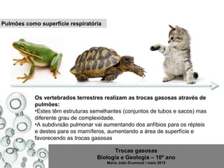 Trocas gasosas
Biologia e Geologia – 10º ano
Maria João Drumond / maio 2015
Pulmões como superfície respiratória
Os vertebrados terrestres realizam as trocas gasosas através de
pulmões:
•Estes têm estruturas semelhantes (conjuntos de tubos e sacos) mas
diferente grau de complexidade.
•A subdivisão pulmonar vai aumentando dos anfíbios para os répteis
e destes para os mamíferos, aumentando a área de superfície e
favorecendo as trocas gasosas
 