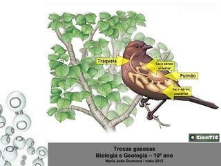 Trocas gasosas
Biologia e Geologia – 10º ano
Maria João Drumond / maio 2015
 