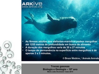 Trocas gasosas
Biologia e Geologia – 10º ano
Maria João Drumond / maio 2015
• As fêmeas adultas dos elefantes-marinhos podem mergulhar
até 1255 metros de profundidade em busca de alimento
• A duração dos mergulhos varia de 20 a 27 minutos
• O tempo de permanência na superfície entre mergulhos é de
apenas 2 a 3 minutos.
 
