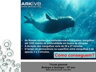 Trocas gasosas
Biologia e Geologia – 10º ano
Maria João Drumond / maio 2015
• As fêmeas adultas dos elefantes-marinhos podem mergulhar
até 1255 metros de profundidade em busca de alimento
• A duração dos mergulhos varia de 20 a 27 minutos
• O tempo de permanência na superfície entre mergulhos é de
apenas 2 a 3 minutos.
Como conseguem?
 