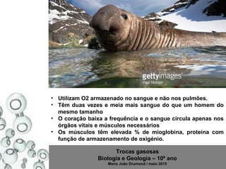 Trocas gasosas
Biologia e Geologia – 10º ano
Maria João Drumond / maio 2015
• Utilizam O2 armazenado no sangue e não nos pulmões.
• Têm duas vezes e meia mais sangue do que um homem do
mesmo tamanho
• O coração baixa a frequência e o sangue circula apenas nos
órgãos vitais e músculos necessários
• Os músculos têm elevada % de mioglobina, proteína com
função de armazenamento de oxigénio.
 