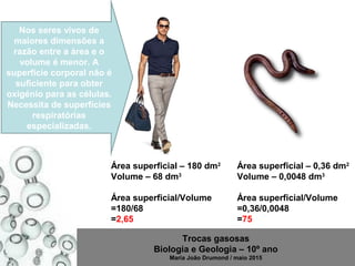 Trocas gasosas
Biologia e Geologia – 10º ano
Maria João Drumond / maio 2015
Área superficial – 180 dm2
Volume – 68 dm3
Área superficial/Volume
=180/68
=2,65
Área superficial – 0,36 dm2
Volume – 0,0048 dm3
Área superficial/Volume
=0,36/0,0048
=75
Nos seres vivos de
maiores dimensões a
razão entre a área e o
volume é menor. A
superfície corporal não é
suficiente para obter
oxigénio para as células.
Necessita de superfícies
respiratórias
especializadas.
 