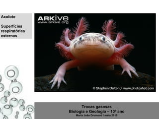 Trocas gasosas
Biologia e Geologia – 10º ano
Maria João Drumond / maio 2015
Axolote
Superfícies
respiratórias
externas
 