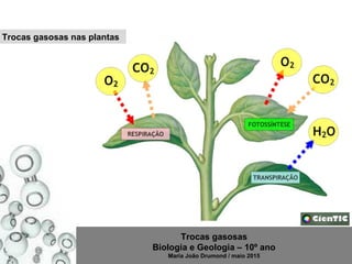 Trocas gasosas
Biologia e Geologia – 10º ano
Maria João Drumond / maio 2015
Trocas gasosas nas plantas
 