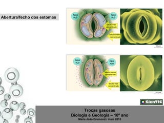 Trocas gasosas
Biologia e Geologia – 10º ano
Maria João Drumond / maio 2015
Abertura/fecho dos estomas
 