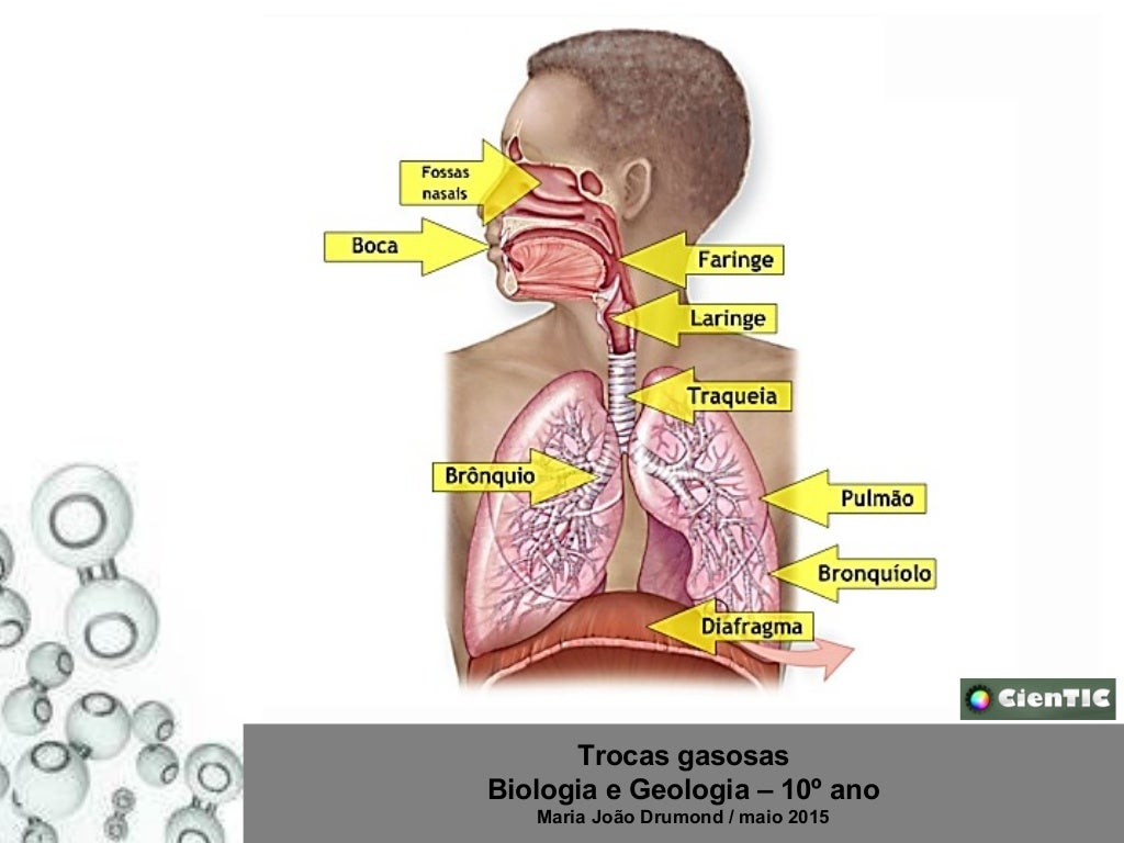 As Trocas Gasosas No Pulmao Humano Em Condicoes Normais Ocorrem