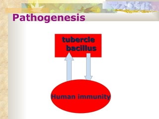 Pathogenesis tubercle bacillus  Human immunity 