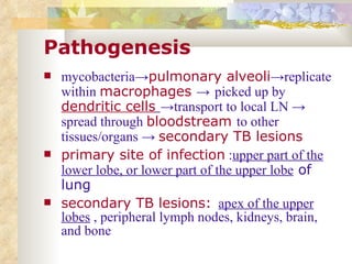 Pathogenesis mycobacteria -> pulmonary alveoli -> replicate within   macrophages  ->   picked up by  dendritic cells   -> transport to local LN  ->  spread through  bloodstream  to other tissues/organs  ->   secondary TB lesions primary site of infection  : upper part of the lower lobe, or lower part of the upper lobe  of lung secondary TB lesions:   apex of the upper lobes  , peripheral lymph nodes, kidneys, brain, and bone   