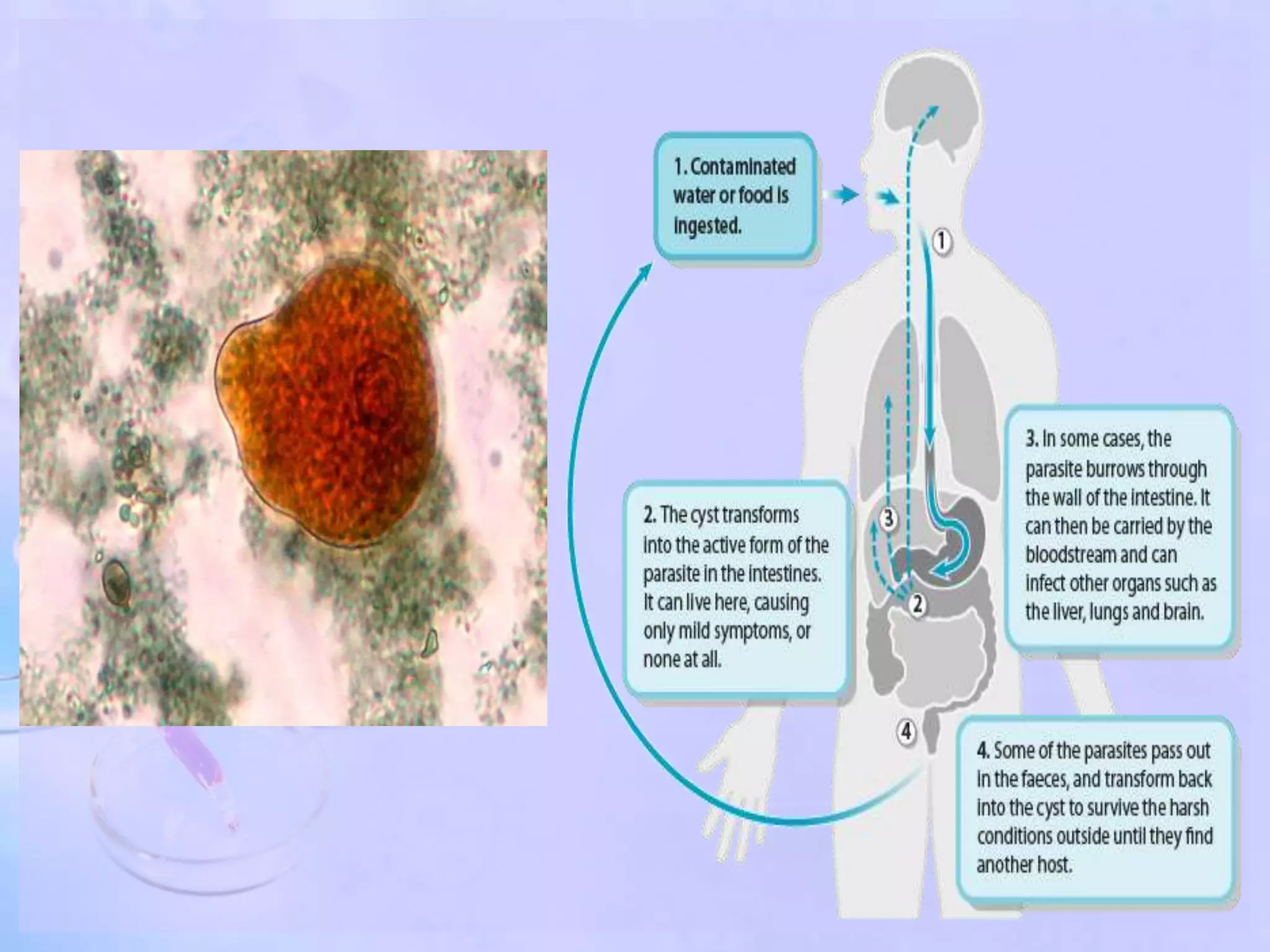 Human health & disease- PPT | PPTX
