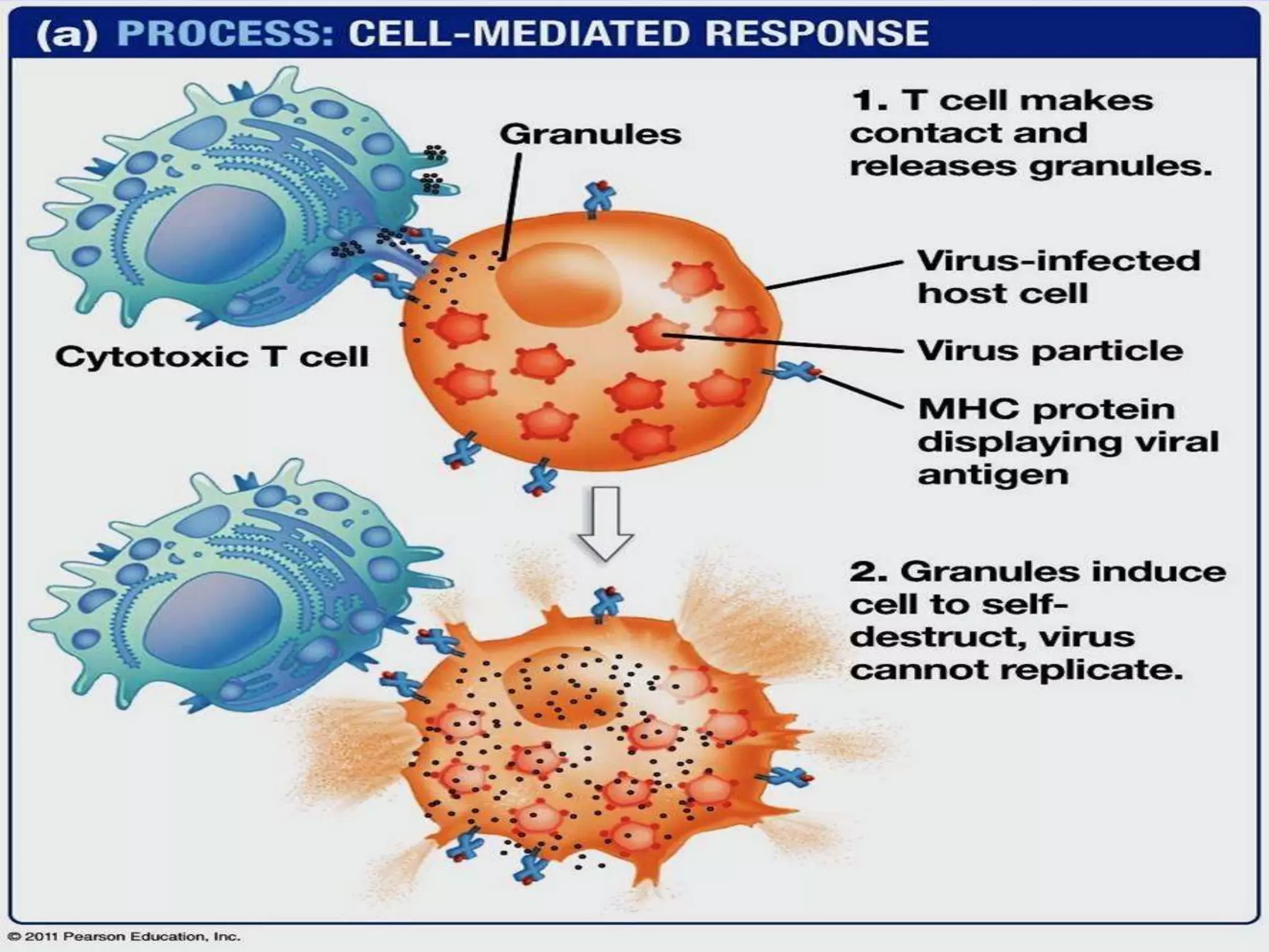 Human health & disease- PPT | PPTX
