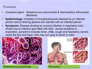Pneumonia
• Causative agent: Streptococcus pneumoniae & Haemophilus influnenzae
(Bacteria)
• Epidemiology: inhalation of droplets/aerosols released by an infected
person and by sharing glasses and utensils with an infected person
• Symptoms: Disease develop by causing infection in respiratory tract,
Alveoli due to infection gets filled with fluid - severe problems in
respiration, symptoms includes fever, chills, cough and headache, severe
cases the lips and finger nails may turn gray to bluish in color
PneumoniaStreptococcus pneumoniae
 