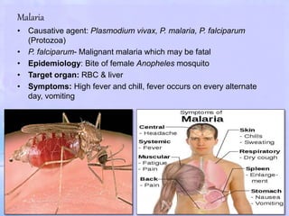 Malaria
• Causative agent: Plasmodium vivax, P. malaria, P. falciparum
(Protozoa)
• P. falciparum- Malignant malaria which may be fatal
• Epidemiology: Bite of female Anopheles mosquito
• Target organ: RBC & liver
• Symptoms: High fever and chill, fever occurs on every alternate
day, vomiting
 