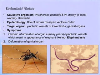 Elephantiasis/ Filariasis
• Causative organism: Wuchereria bancrofti & W. malayi (Filarial
worms)- Helminths
• Epidemiology: Bite of female mosquito vectors- Culex
• Target organ: Lymphatic vessels of lower limbs, genital organs
• Symptoms:
1. Chronic inflammation of organs (many years)- lymphatic vessels
which result in appearance of elephant like leg- Elephantiasis
2. Deformation of genital organ
 
