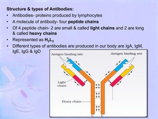 Structure & types of Antibodies:
• Antibodies- proteins produced by lymphocytes
• A molecule of antibody- four peptide chains
• Of 4 peptide chain- 2 are small & called light chains and 2 are long
& called heavy chains
• Represented as H2L2
• Different types of antibodies are produced in our body are IgA, IgM,
IgE, IgG & IgD
 