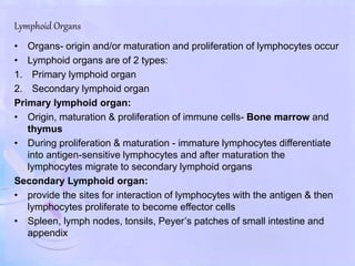 Lymphoid Organs
• Organs- origin and/or maturation and proliferation of lymphocytes occur
• Lymphoid organs are of 2 types:
1. Primary lymphoid organ
2. Secondary lymphoid organ
Primary lymphoid organ:
• Origin, maturation & proliferation of immune cells- Bone marrow and
thymus
• During proliferation & maturation - immature lymphocytes differentiate
into antigen-sensitive lymphocytes and after maturation the
lymphocytes migrate to secondary lymphoid organs
Secondary Lymphoid organ:
• provide the sites for interaction of lymphocytes with the antigen & then
lymphocytes proliferate to become effector cells
• Spleen, lymph nodes, tonsils, Peyer’s patches of small intestine and
appendix
 