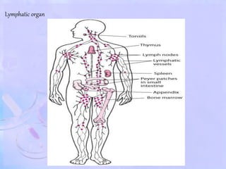 Lymphatic organ
 