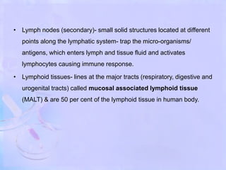 • Lymph nodes (secondary)- small solid structures located at different
points along the lymphatic system- trap the micro-organisms/
antigens, which enters lymph and tissue fluid and activates
lymphocytes causing immune response.
• Lymphoid tissues- lines at the major tracts (respiratory, digestive and
urogenital tracts) called mucosal associated lymphoid tissue
(MALT) & are 50 per cent of the lymphoid tissue in human body.
 
