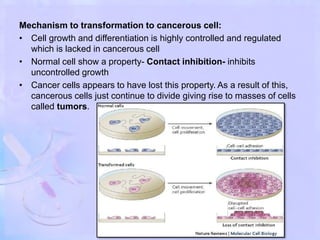 Mechanism to transformation to cancerous cell:
• Cell growth and differentiation is highly controlled and regulated
which is lacked in cancerous cell
• Normal cell show a property- Contact inhibition- inhibits
uncontrolled growth
• Cancer cells appears to have lost this property. As a result of this,
cancerous cells just continue to divide giving rise to masses of cells
called tumors.
 