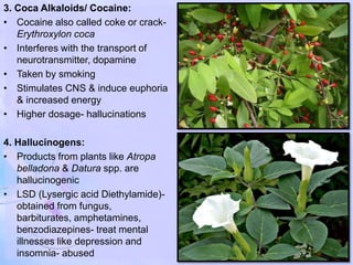 3. Coca Alkaloids/ Cocaine:
• Cocaine also called coke or crack-
Erythroxylon coca
• Interferes with the transport of
neurotransmitter, dopamine
• Taken by smoking
• Stimulates CNS & induce euphoria
& increased energy
• Higher dosage- hallucinations
4. Hallucinogens:
• Products from plants like Atropa
belladona & Datura spp. are
hallucinogenic
• LSD (Lysergic acid Diethylamide)-
obtained from fungus,
barbiturates, amphetamines,
benzodiazepines- treat mental
illnesses like depression and
insomnia- abused
 