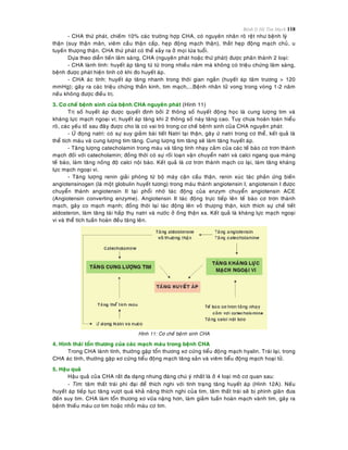 Bệnh lý Hệ Tim Mạch 118
- CHA thöù phaùt, chieám 10% caùc tröôøng hôïp CHA, coù nguyeân nhaân roõ reät nhö beänh lyù
thaän (suy thaän maõn, vieâm caàu thaän caáp, heïp ñoäng maïch thaän), thaét heïp ñoäng maïch chuû, u
tuyeán thöôïng thaän. CHA thöù phaùt coù theå xaûy ra ôû moïi löùa tuoåi.
Döïa theo dieãn tieán laâm saøng, CHA (nguyeân phaùt hoaëc thöù phaùt) ñöôïc phaân thaønh 2 loaïi:
- CHA laønh tính: huyeát aùp taêng töø töø trong nhieàu naêm maø khoâng coù trieäu chöùng laâm saøng,
beänh ñöôïc phaùt hieän tình côø khi ño huyeát aùp.
- CHA aùc tính: huyeát aùp taêng nhanh trong thôøi gian ngaén (huyeát aùp taâm tröông > 120
mmHg); gaây ra caùc trieäu chöùng thaàn kinh, tim maïch,...Beänh nhaân töû vong trong voøng 1-2 naêm
neáu khoâng ñöôïc ñieàu trò.
3. Cô cheá beänh sinh cuûa beänh CHA nguyeân phaùt (Hình 11)
Trò soá huyeát aùp ñöôïc quyeát ñònh bôûi 2 thoâng soá huyeát ñoäng hoïc laø cung löôïng tim vaø
khaùng löïc maïch ngoaïi vi; huyeát aùp taêng khi 2 thoâng soá naøy taêng cao. Tuy chöa hoaøn toaøn hieåu
roõ, caùc yeáu toá sau ñaây ñöôïc cho laø coù vai troø trong cô cheá beänh sinh cuûa CHA nguyeân phaùt:
- ÖÙ ñoïng natri: coù söï suy giaûm baøi tieát Natri taïi thaän, gaây öù natri trong cô theå, keát quaû laø
theå tích maùu vaø cung löôïng tim taêng. Cung löôïng tim taêng seõ laøm taêng huyeát aùp.
- Taêng löôïng catecholamin trong maùu vaø taêng tính nhaïy caûm cuûa caùc teá baøo cô trôn thaønh
maïch ñoái vôùi catecholamin; ñoàng thôøi coù söï roái loaïn vaän chuyeån natri vaø calci ngang qua maøng
teá baøo, laøm taêng noàng ñoä calci noäi baøo. Keát quaû laø cô trôn thaønh maïch co laïi, laøm taêng khaùng
löïc maïch ngoaïi vi.
- Taêng löôïng renin giaûi phoùng töø boä maùy caän caàu thaän, renin xuùc taùc phaûn öùng bieán
angiotensinogen (laø moät globulin huyeát töông) trong maùu thaønh angiotensin I, angiotensin I ñöôïc
chuyeån thaønh angiotensin II taïi phoåi nhôø taùc ñoäng cuûa enzym chuyeån angiotensin ACE
(Angiotensin converting enzyme). Angiotensin II taùc ñoäng tröïc tieáp leân teá baøo cô trôn thaønh
maïch, gaây co maïch maïnh; ñoàng thôøi laïi taùc ñoäng leân voû thöôïng thaän, kích thích söï cheá tieát
aldosteron, laøm taêng taùi haáp thuï natri vaø nöôùc ôû oáng thaän xa. Keát quaû laø khaùng löïc maïch ngoaïi
vi vaø theå tích tuaàn hoaøn ñeàu taêng leân.
Hình 11: Cô cheá beänh sinh CHA
4. Hình thaùi toån thöông cuûa caùc maïch maùu trong beänh CHA
Trong CHA laønh tính, thöôøng gaëp toån thöông xô cöùng tieåu ñoäng maïch hyalin. Traùi laïi, trong
CHA aùc tính, thöôøng gaëp xô cöùng tieåu ñoäng maïch taêng saûn vaø vieâm tieåu ñoäng maïch hoaïi töû.
5. Haäu quaû
Haäu quaû cuûa CHA raát ña daïng nhöng ñaùng chuù yù nhaát laø ôû 4 loaïi moâ cô quan sau:
- Tim: taâm thaát traùi phì ñaïi ñeå thích nghi vôùi tình traïng taêng huyeát aùp (Hình 12A). Neáu
huyeát aùp tieáp tuïc taêng vöôït quaù khaû naêng thích nghi cuûa tim, taâm thaát traùi seõ bò phình giaõn ñöa
ñeán suy tim. CHA laøm toån thöông xô vöõa naëng hôn, laøm giaûm tuaàn hoaøn maïch vaønh tim, gaây ra
beänh thieáu maùu cô tim hoaëc nhoài maùu cô tim.
 