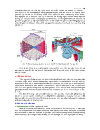 Beänh lyù Gan 190
nhaân khaùc nhau nhö caùc chaát ñoäc, döôïc phaåm, saûn phaåm chuyeån hoaù, vi sinh vaät, roái loaïn
tuaàn hoaøn. Caùc toån thöông naøy coù theå nguyeân phaùt taïi gan, hoaëc thöù phaùt do caùc beänh lyù ngoaøi
gan nhö suy tim maát buø, tieåu ñöôøng, nhieãm khuaån ngoaøi gan. Nhôø coù khaû naêng döï tröõ raát lôùn,
hoaït ñoäng taùi taïo teá baøo gan luoân xaûy ra sau moïi toån thöông, ngoaïi tröø caùc tröôøng hôïp toån
thöông quaù naëng; tuy nhieân hoaït ñoäng taùi taïo chæ höõu hieäu khi khung lieân keát maïch maùu cuûa moâ
gan coøn nguyeân veïn. ÔÛ moät ngöôøi khoeû maïnh, coù theå caét boû 60% gan maø vaãn khoâng gaây ra suy
chöùc naêng gan vaø chæ sau 4-6 tuaàn, khoái löôïng gan laïi ñöôïc phuïc hoài nhö cuõ nhôø hoaït ñoäng taêng
saûn buø tröø.
Hình 2 : Ñôn vò tieåu thuøy vaø ñôn vò tuùi tuyeán (A), Moâ hình 3 chieàu cuûa tieåu thuyø gan (B)
Beänh lyù gan raát ña daïng vaø phong phuù; nhöng taïi Vieät nam, vieâm gan sieâu vi maõn tính vaø
vieâm gan do röôïu vaãn laø 2 loaïi beänh lyù thöôøng gaëp nhaát, ñi keøm vôùi chuùng laø toån thöông xô gan
vaø ung thö gan
I. VIEÂM GAN SIEÂU VI
Vieâm gan coù theå xaûy ra trong caùc beänh nhieãm khuaån viruùt toaøn thaân nhö beänh baïch caàu
ñôn nhaân nhieãm khuaån do viruùt Epstein-Barr, beänh nhieãm Cytomegalovirus, beänh soát vaøng do
Arbovirus B. ÔÛ treû em vaø ngöôøi suy giaûm mieãn dòch, vieâm gan coøn coù theå xaûy ra trong beänh sôûi,
beänh nhieãm Adenovirus, viruùt Herpes vaø Enterovirus. Maëc duø vieâm gan coù theå do nhieàu loaïi
viruùt khaùc nhau gaây ra, nhöng thuaät ngöõ vieâm gan sieâu vi haàu nhö chæ daønh rieâng cho vieâm gan
gaây ra bôûi 1 nhoùm nhoû caùc viruùt coù aùi tính ñaëc bieät vôùi teá baøo gan laø caùc viruùt vieâm gan A, B,C,
D vaø E.
Ñaëc ñieåm laâm saøng - giaûi phaãu beänh cuûa caùc vieâm gan sieâu vi töông ñoái gioáng nhau, do
ñoù caàn coù caùc xeùt nghieäm huyeát thanh hoïc ñeå phaân bieät giöõa caùc loaïi virus gaây vieâm gan vaø ñeå
ñaùnh giaù dieãn tieán beänh. Hình thaùi toån thöông chung cuûa vieâm gan sieâu vi seõ ñöôïc trình baøy sau
phaàn giôùi thieäu ngaén veà töøng loaïi viruùt.
A. Caùc loaïi viruùt vieâm gan
1. Viruùt vieâm gan A (HAV - hepatitis A virus):
HAV laø viruùt chöùa chuoãi ARN ñôn, thuoäc hoï picornavirus. HAV khoâng gaây ra vieâm gan
maõn tính cuõng nhö tình traïng ngöôøi laønh mang maàm beänh (carrier state). Vieâm gan A (hepatitis
A) laø moät beänh coù dieãn tieán laønh tính, töï giôùi haïn, beänh caûnh laâm saøng thöôøng nheï hoaëc khoâng
coù trieäu chöùng; tæ leä töû vong do HAV raát thaáp, chæ vaøo khoaûng 0,1%. HAV laây truyeàn qua ñöôøng
 
