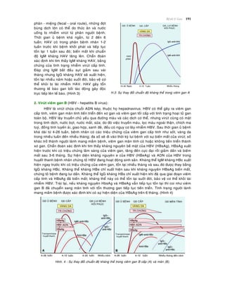 Beänh lyù Gan 191
phaân - mieäng (fecal - oral route), nhöõng ñôït
buøng dòch lôùn coù theå do thöùc aên vaø nöôùc
uoáng bò nhieãm viruùt töø phaân ngöôøi beänh.
Thôøi gian uû beänh khaù ngaén, töø 2 ñeán 6
tuaàn; HAV coù trong phaân beänh nhaân 1-2
tuaàn tröôùc khi beänh khôûi phaùt vaø tieáp tuïc
toàn taïi 1 tuaàn sau ñoù; bieán maát khi chuaån
ñoä IgM khaùng HAV taêng leân. Chaån ñoaùn
xaùc ñònh khi tìm thaáy IgM khaùng HAV, baèng
chöùng cuûa tình traïng nhieãm viruùt caáp tính.
Ñaùp öùng IgM baét ñaàu suït giaûm sau vaøi
thaùng nhöng IgG khaùng HAV seõ xuaát hieän,
toàn taïi nhieàu naêm hoaëc suoát ñôøi, baûo veä cô
theå khoûi bò taùi nhieãm HAV. HAV gaây toån
thöông teá baøo gan bôûi taùc ñoäng gaây ñoäc
tröïc tieáp leân teá baøo. (Hình 3) H.3: Söï thay ñoåi chuaån ñoä khaùng theå trong vieâm gan A
2. Viruùt vieâm gan B (HBV - hepatitis B virus):
HBV laø viruùt chöùa chuoãi ADN keùp, thuoäc hoï hepadnavirus. HBV coù theå gaây ra vieâm gan
caáp tính, vieâm gan maõn tính tieán trieån ñeán xô gan vaø vieâm gan toái caáp vôùi tình traïng hoaïi töû gan
toaøn boä. HBV laây truyeàn chuû yeáu qua ñöôøng maùu vaø caùc dòch cô theå, nhöng viruùt cuõng coù maët
trong tinh dòch, nöôùc boït, nöôùc maét, söõa; do ñoù vieäc truyeàn maùu, loïc maùu ngoaøi thaän, chích ma
tuyù, ñoàng tính luyeán aùi, giao hôïp, sanh ñeû, ñeàu coù nguy cô laây nhieãm HBV. Sau thôøi gian uû beänh
khaù daøi töø 4-26 tuaàn, beänh nhaân coù caùc trieäu chöùng cuûa vieâm gan caáp tính nhö soát, vaøng da
trong nhieàu tuaàn ñeán nhieàu thaùng; ña soá seõ ñi vaøo thôøi kyø lui beänh vôùi söï bieán maát cuûa viruùt; soá
khaùc trôû thaønh ngöôøi laønh mang maàm beänh, vieâm gan maõn tính coù hoaëc khoâng tieán trieån thaønh
xô gan. Chaån ñoaùn xaùc ñònh khi tìm thaáy khaùng nguyeân beà maët cuûa HBV (HBsAg), HBsAg xuaát
hieän tröôùc khi coù trieäu chöùng laâm saøng cuûa vieâm gan, taêng ñeán cöïc ñaïi roài giaûm daàn vaø bieám
maát sau 3-6 thaùng. Söï hieän dieän khaùng nguyeân e cuûa HBV (HBeAg) vaø ADN cuûa HBV trong
huyeát thanh beänh nhaân chöùng toû HBV ñang hoaït ñoäng sinh saûn. Khaùng theå IgM khaùng HBc xuaát
hieän ngay tröôùc khi coù trieäu chöùng cuûa vieâm gan, toàn taïi nhieàu thaùng vaø sau ñoù ñöôïc thay baèng
IgG khaùng HBc. Khaùng theå khaùng HBe chæ xuaát hieän sau khi khaùng nguyeân HBeAg bieán maát,
chöùng toû beänh ñang lui daàn. Khaùng theå IgG khaùng HBs chæ xuaát hieän khi ñaõ qua giai ñoaïn vieâm
caáp tính vaø HBsAg ñaõ bieán maát; khaùng theå naøy coù theå toàn taïi suoát ñôøi, baûo veä cô theå khoûi taùi
nhieãm HBV. Traùi laïi, neáu khaùng nguyeân HbsAg vaø HBeAg vaãn tieáp tuïc toàn taïi thì coi nhö vieâm
gan B ñaõ chuyeån sang maõn tính vôùi toån thöông gan tieáp tuïc tieán trieån. Tình traïng ngöôøi laønh
mang maàm beänh ñöôïc xaùc ñònh khi coù söï hieän dieän cuûa HBsAg treân 6 thaùng. (Hình 4)
Hình. 4 : Söï thay ñoåi chuaån ñoä khaùng theå trong vieâm gan B caáp (A) vaø maõn (B).
 