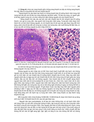 Beänh lyù haïch limphoâ 312
(1) Vuøng voû: chöùa caùc nang limphoâ goàm nhöõng nang limphoâ sô caáp vaø nhöõng nang limphoâ
thöù caáp. Ñaây laø vuøng phaân boá cuûa caùc limphoâ baøo B.
* Nang limphoâ sô caáp ñöôïc taïo thaønh töø nhöõng limphoâ baøo B tröôûng thaønh naèm trong moät
maïng löôùi taïo bôûi caùc teá baøo tua nang (follicular dendritic cells). Teá baøo tua nang, coù nguoàn goác
töø teá baøo nguoàn trung moâ, coù chöùc naêng trình dieän khaùng nguyeân cho caùc limphoâ baøo B.
* Nang limphoâ thöù caáp caáu taïo bôûi moät vieàn limphoâ baøo B nhoû (limphoâ baøo B tröôûng
thaønh), coøn goïi laø vuøng vieàn, vaây quanh moät trung taâm maàm saùng. Trung taâm maàm ñöôïc hình
thaønh khi coù kích thích khaùng nguyeân, laø nôi limphoâ baøo B traûi qua caùc giai ñoaïn thay ñoåi hình
daïng, phaân chia teá baøo ñeå cuoái cuøng taïo ra ñöôïc caùc töông baøo, saûn xuaát khaùng theå ñaëc hieäu coù
aùi löïc cao ñoái vôùi khaùng nguyeân laï xaâm nhaäp (Hình 2).
Hinh 2: A. Caáu truùc 1 nang limphoâ thöù caáp goàm trung taâm maàm vôùi 2 vuøng toái (1) vaø saùng (2), ñöôïc bao beân
ngoaøi bôûi vuøng vieàn (3). B. ÔÛ ñoä phoùng ñaïi lôùn, coù theå phaân bieät giöõa nguyeân taâm baøo (1) vaø taâm baøo (2).
Coù theå toùm taét quaù trình taêng sinh vaø bieät hoaù cuûa caùc limphoâ baøo B khi coù kích thích cuûa
khaùng nguyeân nhö sau (Hình 3):
Khaùng nguyeân laï xaâm nhaäp vaøo cô theå, theo maïch baïch huyeát ñeán vaøo haïch; caùc khaùng
nguyeân naøy seõ ñöôïc caùc ñaïi thöïc baøo trong xoang baïch huyeát döôùi voû vaø teá baøo tua nang baét
giöõ vaø trình dieän vôùi caùc limphoâ baøo B tröôûng thaønh (limphoâ baøo B nhoû). Ñaùp öùng mieãn dòch
nguyeân phaùt xaûy ra ngay sau khi caùc limphoâ baøo B nhoû naèm trong vuøng voû haïch giöõa caùc nang
limphoâ, tieáp xuùc laàn ñaàu tieân vôùi khaùng nguyeân. Caùc limphoâ baøo B nhoû chuyeån daïng thaønh
nguyeân baøo mieãn dòch B (immunoblast B) coù kích thöôùc lôùn, nhaân troøn, haïch nhaân raát roõ naèm
giöõa nhaân, baøo töông aùi kieàm; nguyeân baøo mieãn dòch taêng sinh, bieät hoaù thaønh töông baøo cheá
tieát khaùng theå IgM; caùc töông baøo naøy chæ coù ñôøi soáng ngaén (khoaûng 3 ngaøy) vaø khaùng theå tieát ra
chöa coù aùi löïc cao vôùi khaùng nguyeân. ÔÛ giai ñoaïn muoän cuûa ñaùp öùng mieãn dòch nguyeân phaùt
(khoaûng 3 ñeán 7 ngaøy sau khi tieáp xuùc khaùng nguyeân) vaø trong ñaùp öùng mieãn dòch thöù phaùt,
limphoâ baøo B nhoû ñaõ tieáp xuùc vôùi khaùng nguyeân seõ di chuyeån vaøo trong caùc nang limphoâ sô caáp,
hoaït ñoäng taêng sinh raát maïnh taïo ra trung taâm maàm, bieán nang limphoâ sô caáp thaønh nang
limphoâ thöù caáp.
Moãi trung taâm maàm chöùa khoaûng 10.000 ñeán 15.000 teá baøo B, ñöôïc hình thaønh do söï taêng
sinh cuûa 3 ñeán 10 limphoâ baøo B nhoû, qua caùc giai ñoaïn sau:
- Nguyeân taâm baøo (centroblasts): laø teá baøo lôùn nhaân khoâng khía, coù vaøi haïch nhaân naèm
saùt maøng nhaân vaø moät vieàn moûng baøo töông aùi kieàm, taäp trung taïi moät cöïc cuûa trung taâm maàm
taïo thaønh vuøng toái cuûa trung taâm maàm. Caùc nguyeân taâm baøo coù khaû naêng taêng sinh maïnh, trong
quaù trình taêng sinh naøy seõ dieãn ra hieän töôïng taùi toå hôïp gen maõ hoaù vuøng C cuûa chuoãi naëng vaø
sieâu ñoät bieán thaân taïi gen maõ hoaù vuøng V cuûa chuoãi naëng vaø chuoãi nheï, nhaèm chuyeån ñoåi lôùp
khaùng theå beà maët (töø IgM sang IgG, IgA, IgE) vaø taêng aùi löïc cuûa khaùng theå ñoái vôùi khaùng
 