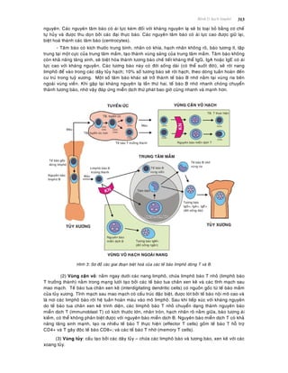 Beänh lyù haïch limphoâ 313
nguyeân. Caùc nguyeân taâm baøo coù aùi löïc keùm ñoái vôùi khaùng nguyeân laï seõ bò loaïi boû baèng cô cheá
töï huûy vaø ñöôïc thu doïn bôûi caùc ñaïi thöïc baøo. Caùc nguyeân taâm baøo coù aùi löïc cao ñöôïc giöõ laïi,
bieät hoaù thaønh caùc taâm baøo (centrocytes).
- Taâm baøo coù kích thöôùc trung bình, nhaân coù khía, haïch nhaân khoâng roõ, baøo töông ít, taäp
trung taïi moät cöïc cuûa trung taâm maàm, taïo thaønh vuøng saùng cuûa trung taâm maàm. Taâm baøo khoâng
coøn khaû naêng taêng sinh, seõ bieät hoùa thaønh töông baøo cheá tieát khaùng theå IgG, IgA hoaëc IgE coù aùi
löïc cao vôùi khaùng nguyeân. Caùc töông baøo naøy coù ñôøi soáng daøi (coù theå suoát ñôøi), seõ rôøi nang
limphoâ ñeå vaøo trong caùc daây tuûy haïch; 10% soá töông baøo seõ rôøi haïch, theo doøng tuaàn hoaøn ñeán
cö truù trong tuyû xöông. Moät soá taâm baøo khaùc seõ trôû thaønh teá baøo B nhôù naèm taïi vuøng rìa beân
ngoaøi vuøng vieàn. Khi gaëp laïi khaùng nguyeân laï laàn thöù hai, teá baøo B nhôù nhanh choùng chuyeån
thaønh töông baøo, nhôø vaäy ñaùp öùng mieãn dòch thöù phaùt bao giôø cuõng nhanh vaø maïnh hôn.
Hình 3: Sô ñoà caùc giai ñoaïn bieät hoaù cuûa caùc teá baøo limphoâ doøng T vaø B.
(2) Vuøng caän voû: naèm ngay döôùi caùc nang limphoâ, chöùa limphoâ baøo T nhoû (limphoâ baøo
T tröôûng thaønh) naèm trong maïng löôùi taïo bôûi caùc teá baøo tua chaân xen keõ vaø caùc tónh maïch sau
mao maïch. Teá baøo tua chaân xen keõ (interdigitating dendritic cells) coù nguoàn goác töø teá baøo maàm
cuûa tuûy xöông. Tónh maïch sau mao maïch coù caáu truùc ñaëc bieät, ñöôïc loùt bôûi teá baøo noäi moâ cao vaø
laø nôi caùc limphoâ baøo rôøi heä tuaàn hoaøn maùu vaøo moâ limphoâ. Sau khi tieáp xuùc vôùi khaùng nguyeân
do teá baøo tua chaân xen keõ trình dieän, caùc limphoâ baøo T nhoû chuyeån daïng thaønh nguyeân baøo
mieãn dòch T (immunoblast T) coù kích thöôùc lôùn, nhaân troøn, haïch nhaân roõ naèm giöõa, baøo töông aùi
kieàm, coù theå khoâng phaân bieät ñöôïc vôùi nguyeân baøo mieãn dòch B. Nguyeân baøo mieãn dòch T coù khaû
naêng taêng sinh maïnh, taïo ra nhieàu teá baøo T thöïc hieän (effector T cells) goàm teá baøo T hoã trôï
CD4+ vaø T gaây ñoäc teá baøo CD8+; vaø caùc teá baøo T nhôù (memory T cells).
(3) Vuøng tuûy: caáu taïo bôûi caùc daây tuûy – chöùa caùc limphoâ baøo vaø töông baøo, xen keõ vôùi caùc
xoang tuûy.
 