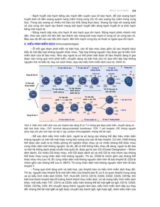 Beänh lyù haïch limphoâ 314
- Baïch huyeát vaøo haïch baèng caùc maïch ñeán xuyeân qua voû bao haïch, ñoå vaøo xoang baïch
huyeát döôùi voû ñeán xoang quanh nang (naèm trong vuøng voû) roài vaøo xoang tuûy (naèm trong vuøng
tuûy). Trong caùc xoang coù nhieàu moâ baøo (coù khaû naêng thöïc baøo). Xoang tuûy hôïp vôùi xoang döôùi
voû cuûa vuøng roán haïch taïo thaønh maïng löôùi baïch huyeát daãn doøng baïch huyeát ñi ra khoûi haïch
baèng moät maïch ñi.
- Ñoäng maïch caáp maùu cho haïch ñi vaøo haïch qua roán haïch. Ñoäng maïch phaân nhaùnh nhoû
daàn, theo caùc vaùch moâ lieân keát, taïo thaønh caùc maïng löôùi mao maïch ôû vuøng voû vaø vuøng caän voû.
Maùu sau ñoù ñoå vaøo caùc tieåu tónh maïch, ñeán tónh maïch vuøng tuûy vaø thoaùt ra ngoaøi qua roán haïch.
C. KIEÅU HÌNH MIEÃN DÒCH (immunophenotype)
- ÔÛ moãi giai ñoaïn phaùt trieån vaø bieät hoaù, caùc teá baøo maùu (bao goàm caû caùc limphoâ baøo)
bieåu loä moät taäp hôïp khaùng nguyeân khaùc nhau. Taäp hôïp khaùng nguyeân naøy ñöôïc goïi laø kieåu hình
mieãn dòch cuûa teá baøo maùu. Nhö vaäy ngöôøi ta coù theå phaân bieät ñöôïc teá baøo limphoâ ñang ôû giai
ñoaïn naøo trong quaù trình phaùt trieån, chuyeån daïng vaø bieät hoaù cuûa noù döïa treân taäp hôïp khaùng
nguyeân maø noù bieåu loä, hay noùi caùch khaùc, döïa vaøo kieåu hình mieãn dòch cuûa noù. (Hình 4)
Hình 4: Kieåu hình mieãn dòch cuûa caùc limphoâ baøo doøng B vaø T ôû nhöõng giai ñoaïn phaùt trieån, chuyeån daïng vaø
bieät hoaù khaùc nhau. (TdT: terminal deoxynucleotidyl transferase; TCR: T cell receptor; DR: khaùng nguyeân
phöùc hôïp chuû yeáu hoaø hôïp moâ lôùp II; sIg: surface immunoglobilin, khaùng theå beà maët).
- Ñeå xaùc ñònh kieåu hình mieãn dòch, ngöôøi ta söû duïng caùc khaùng theå ñaëc hieäu nhaän dieän
khaùng nguyeân coù treân beà maët hoaëc trong baøo töông cuûa caùc teá baøo limphoâ. Coù treân 1000 khaùng
theå ñöôïc saûn xuaát ra töø nhieàu phoøng thí nghieäm khaùc nhau vaø coù nhieàu khaùng theå khaùc nhau
cuøng nhaän dieän moät khaùng nguyeân; do ñoù, ñeå coù theå thoâng hieåu nhau deã daøng, ngöôøi ta ñaõ ñöa
ra moät heä thoáng danh phaùp chuaån hoaù quoác teá, ñöôïc goïi laø caùc CD (Cluster Designation – Nhoùm
ñònh danh). Coù nhieàu CD khaùc nhau, moãi CD ñöôïc ñaùnh soá vaø moãi CD laø moät nhoùm caùc khaùng
theå khaùc nhau cuøng nhaän dieän moät khaùng nguyeân. Thí duï: CD20 laø nhoùm goàm caùc khaùng theå
khaùc nhau nhö Leu-16, B1 cuøng nhaän dieän moät khaùng nguyeân naèm treân teá baøo limphoâ B; CD3 laø
nhoùm goàm caùc khaùng theå Leu-4, OKT3, T3 cuøng nhaän dieän moät khaùng nguyeân naèm treân teá baøo
limphoâ T.
- Trong quaù trình taêng sinh vaø bieät hoaù, caùc limphoâ baøo coù kieåu hình mieãn dòch thay ñoåi.
Thí duï: nguyeân baøo limphoâ B laø moät tieàn thaân cuûa limphoâ baøo B, coù ôû cô quan limphoâ trung öông
vaø coù kieåu hình mieãn dòch CD34, TdT, HLA-DR, CD10, CD19, CD20, CD22, CD45, CD79a. Khi
bieät hoaù thaønh limphoâ baøo B tröôûng thaønh thaønh thuïc mieãn dòch, noù seõ mang kieåu hình mieãn dòch
khaùc: maát bieåu hieän TdT, CD10 vaø CD34, bieåu hieän khaùng theå beà maët IgM vaø IgD, CD19, CD20,
CD22, CD79a, CD5. Khi chuyeån daïng thaønh nguyeân taâm baøo, kieåu hình mieãn dòch tieáp tuïc thay
ñoåi: khaùng theå beà maët IgM vaø IgD ñöôïc chuyeån lôùp thaønh IgG, IgA hoaëc IgE, theâm bieåu hieän cuûa
 