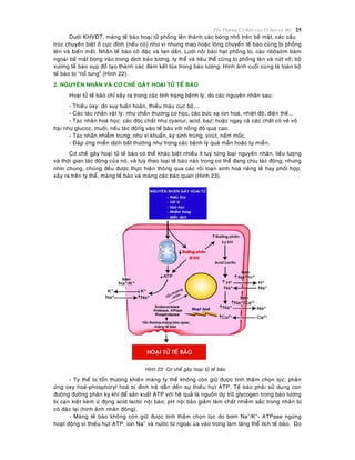 Toån Thöông Cô Baûn cuûa Teá baøo vaø Moâ 25
Döôùi KHVÑT, maøng teá baøo hoaïi töû phoàng leân thaønh caùc boùng nhoû treân beà maët, caùc caáu
truùc chuyeân bieät ôû cöïc ñænh (neáu coù) nhö vi nhung mao hoaëc loâng chuyeån teá baøo cuõng bò phoàng
leân vaø bieán maát. Nhaân teá baøo coâ ñaëc vaø tan daàn. Löôùi noäi baøo haït phoàng to, caùc riboâsoâm baùm
ngoaøi beà maët bong vaøo trong dòch baøo töông, ty theå vaø tieâu theå cuõng bò phoàng leân vaø nöùt vôõ; boä
xöông teá baøo suïp ñoå taïo thaønh caùc ñaùm keát tuûa trong baøo töông. Hình aûnh cuoái cuøng laø toaøn boä
teá baøo bò “noå tung” (Hình 22).
2. NGUYEÂN NHAÂN VAØ CÔ CHEÁ GAÂY HOAÏI TÖÛ TEÁ BAØO
Hoaïi töû teá baøo chæ xaûy ra trong caùc tình traïng beänh lyù, do caùc nguyeân nhaân sau:
- Thieáu oxy: do suy tuaàn hoaøn, thieáu maùu cuïc boä,...
- Caùc taùc nhaân vaät lyù: nhö chaán thöông cô hoïc, caùc böùc xaï ion hoaù, nhieät ñoä, ñieän theá...
- Taùc nhaân hoaù hoïc: caùc ñoäc chaát nhö cyanur, acid, baz; hoaëc ngay caû caùc chaát coù veû voâ
haïi nhö glucoz, muoái, neáu taùc ñoäng vaøo teá baøo vôùi noàng ñoä quaù cao.
- Taùc nhaân nhieãm truøng: nhö vi khuaån, kyù sinh truøng, viruùt, naám moác.
- Ñaùp öùng mieãn dòch baát thöôøng nhö trong caùc beänh lyù quaù maãn hoaëc töï mieãn.
Cô cheá gaây hoaïi töû teá baøo coù theå khaùc bieät nhieàu ít tuyø töøng loaïi nguyeân nhaân, lieàu löôïng
vaø thôøi gian taùc ñoäng cuûa noù, vaø tuyø theo loaïi teá baøo naøo trong cô theå ñang chòu taùc ñoäng; nhöng
nhìn chung, chuùng ñeàu ñöôïc thöïc hieän thoâng qua caùc roái loaïn sinh hoaù rieâng leû hay phoái hôïp,
xaûy ra treân ty theå, maøng teá baøo vaø maøng caùc baøo quan (Hình 23).
Hình 23: Cô cheá gaây hoaïi töû teá baøo
- Ty theå bò toån thöông khieán maøng ty theå khoâng coøn giöõ ñöôïc tính thaám choïn loïc; phaûn
öùng oxy hoaù-phosphoryl hoaù bò ñình treä daãn ñeán söï thieáu huït ATP. Teá baøo phaûi söû duïng con
ñöôøng ñöôøng phaân kî khí ñeå saûn xuaát ATP vôùi heä quaû laø nguoàn döï tröõ glycogen trong baøo töông
bò caïn kieät keøm öù ñoïng acid lactic noäi baøo; pH noäi baøo giaûm laøm chaát nhieãm saéc trong nhaân bò
coâ ñaëc laïi (hình aûnh nhaân ñoâng).
- Maøng teá baøo khoâng coøn giöõ ñöôïc tính thaám choïn loïc do bôm Na+
/K+
- ATPase ngöøng
hoaït ñoäng vì thieáu huït ATP; ion Na+
vaø nöôùc töø ngoaøi uøa vaøo trong laøm taêng theå tích teá baøo. Do
 