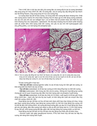 Beänh Lyù Xöông Khôùp Phaàn meàm 334
Treân vi theå, ñôn vò caáu taïo caên baûn cuûa xöông ñaëc vaø xöông xoáp laø caùc laù xöông (lamellae)
xeáp song song vôùi nhau (Hình 2A, 2B). ÔÛ xöông ñaëc, caùc laù xöông naøy xeáp ñoàng taâm taïo thaønh
caùc heä thoáng Havers, chaïy song song vôùi truïc cuûa xöông oáng.
Laù xöông ñöôïc taïo bôûi teá baøo xöông, vuøi trong chaát neàn xöông ñaõ ñöôïc khoaùng hoùa. Chaát
neàn xöông (bone matrix) khi chöa ñöôïc khoaùng hoùa thì ñöôïc goïi laø chaát daïng xöông (osteoid),
caáu taïo chuû yeáu bôûi caùc sôïi collagen tyùp I, vaø coù theâm moät soá protein khaùc caàn thieát cho quaù
trình khoaùng hoùa nhö osteocalcin, osteonectin. Khi ñaõ ñöôïc khoaùng hoùa thì thaønh phaàn khoaùng
chaát seõ chieám 65% khoái löôïng chaát neàn xöông, chuû yeáu laø caùc tinh theå hydroxyapatit calci
(Ca10(PO4)6(OH)2 ) vaø moät löôïng nhoû phosphat calci.
Hình 2: Caùc laù xöông xeáp ñoàng taâm taïo thaønh heä Havers cuûa xöông ñaëc (A); caùc laù xöông seáp song song
trong caùc beø xöông xoáp, ngaên ra caùc hoác chöùa teá baøo cuûa tuyû taïo huyeát vaø môõ (B); caùc taïo coát baøo
ñang hoaït ñoäng taïo xöông (C); caùc huyû coát baøo ñang huûy xöông (D)
Teá baøo xöông goàm 4 loaïi sau:
- Tieàn taïo coát baøo (osteoprogenitor cells): laø caùc teá baøo trung moâ naèm gaàn beø xöông, coù
khaû naêng bieät hoùa thaønh caùc taïo coá baøo.
- Taïo coát baøo (osteoblast): laø teá baøo taïo xöông,coù khaû naêng toång hôïp ra chaát neàn xöông
- Coát baøo (osteocytes): naèm trong caùc hoác cuûa laù xöông , khoâng coøn hoaït ñoäng taïo xöông
nhöng giöõ vaøi troø quan troïng trong vieäc ñieàu hoøa haøm löôïng calci vaø phosphor huyeát töông.
- Huûy coát baøo (osteoclast): laø teá baøo ña nhaân (6-12 nhaân), xuaát nguoàn töø teá baøo goác thuoäc
doøng moânoâ baøo – baïch caàu haït cuûa tuûy taïo huyeát, coù khaû naêng saûn xuaát caùc enzym tieâu huûy
chaát neàn xöông. (Hình 2C, 2D)
Hoaït ñoäng cuûa taïo coát baøo vaø huûy coát baøo luoân ñöôïc phoái hôïp nhòp nhaøng vôùi nhau: trong
giai ñoaïn xöông taêng tröôûng, hoaït ñoäng taïo xöông chieám öu theá hôn hoaït ñoäng huûy xöông; khi
cô theå ñaõ ñeán tuoåi tröôûng thaønh, boä xöông ñaõ taêng tröôûng ñeán cöïc ñaïi thì 2 hoaït ñoäng treân ñöôïc
giöõ cho caân baèng, ñaûm baûo xöông luoân ñöôïc tu söûa vaø ñoåi môùi haøng naêm töø 5-10% khoái löôïng;
töø sau 35 tuoåi, khoái löôïng xöông baét ñaàu giaûm daàn do hoaït ñoäng huûy xöông chieám öu theá hôn.
Hoaït ñoäng cuûa taïo coát baøo vaø huûy coát baøo chòu taùc ñoäng cuûa nhieàu yeáu toá khaùc nhau:
- Hormoân tuyeán caän giaùp (parathyroid hormon, PTH) kích thích huûy coát baøo taùi haáp thu
xöông, laøm taêng haøm löôïng calci huyeát.
 