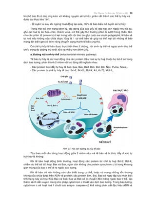 Toån Thöông Cô Baûn cuûa Teá baøo vaø Moâ 28
limphoâ baøo B coù ñaùp öùng keùm vôùi khaùng nguyeân seõ töï huûy, phaân caét thaønh caùc theå töï huûy vaø
ñöôïc ñaïi thöïc baøo “aên”.
- ÔÛ tuyeán vuù sau khi ngöøng hoaït ñoäng taïo söõa, 90% teá baøo bieåu moâ tuyeán seõ töï huûy.
Trong moät soá tình traïng beänh lyù, taùc ñoäng cuûa caùc yeáu toá ñoäc haïi beân ngoaøi nhö tia xaï,
goác oxi hoaù töï do, hoaù chaát, nhieãm virus...coù theå gaây toån thöông phaân töû ADN trong nhaân, laøm
cho caùc phaân töû protein bò öù keït trong löôùi noäi baøo do gaáp cuoän sai chuoãi polypeùptid; teá baøo seõ
töï huyû neáu khoâng söûa chöõa ñöôïc. Ñaây laø 1 cô cheá baûo veä giuùp cô theå loaïi boû nhöõng teá baøo
mang ñoät bieán gen coù tieàm naêng chuyeån daïng thaønh teá baøo ung thö.
Cô cheá töï huûy teá baøo ñuôïc thöïc hieän theo 2 ñöôøng, noäi sinh- ty theå vaø ngoaïi sinh- thuï theå
cheát, trong ñoù ñöôøng thöù nhaát xaûy ra nhieàu hôn (Hình 27).
a. Ñöôøng noäi sinh-ty theå (mitochondrial-intrinsic pathway):
Teá baøo töï huûy laø do hoaït ñoäng cuûa caùc protein ñieàu hoaø söï töï huyû thuoäc hoï bcl-2 coù trong
dòch baøo töông, phaân thaønh 2 nhoùm vôùi taùc ñoäng ñoái nghòch nhau:
- Caùc protein thuùc ñaåy töï huûy teá baøo: Bax, Bak, Bad, Bim, Bid, Bik, Nox, Puma, Noxa,..
- Caùc protein öùc cheá töï huûy teá baøo: Bcl-2, Bcl-XL, Bcl-X, A1, Ku70, Mcl-1,..
Hinh 27: Hai con ñöôøng töï huûy teá baøo
Tuøy theo moái caân baèng hoaït ñoäng giöõa 2 nhoùm naøy maø teá baøo seõ bò thuùc ñaåy ñi vaøo töï
huyû hay laø khoâng:
Khi teá baøo hoaït ñoäng bình thöôøng, hoaït ñoäng caùc protein öùc cheá töï huyû Bcl-2, Bcl-XL
chieám öu theá seõ baát hoaït Bax vaø Bak, ngaên caûn khoâng cho protein cytochrom c töø trong khoang
gian maøng cuûa bao ti theå ñi ra ngoaøi baøo töông.
Khi teá baøo trôû neân khoâng coøn caàn thieát trong cô theå, hoaëc coù mang nhöõng toån thöông
khoâng söûa chöõa ñöôïc treân ADN vaø protein; caùc protein Bim, Bid, Bad seõ ngay laäp töùc nhaän bieát
tình traïng naøy vaø hoaït hoaù Bax vaø Bak; Bax vaø Bak seõ di chuyeån ñeán maøng ngoaøi bao ti theå, taïo
thaønh keânh daãn xuyeân maøng cho pheùp cytochrom c thoaùt vaøo dòch baøo töông. Trong baøo töông,
cytochrom c seõ hoaït hoaù 1 chuoãi caùc enzym caspase coù khaû naêng phaân caét ñaëc hieäu ADN vaø
 