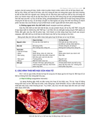 Toån Thöông Cô Baûn cuûa Teá baøo vaø Moâ 29
protein cuûa boä xöông teá baøo, khieán nhaân bò phaân thaønh nhieàu maûnh nhoû vaø teá baøo thaønh caùc
theå töï huûy. Khaùc vôùi hoaïi töû teá baøo, caáu truùc maøng teá baøo vaø maøng baøo quan vaãn bình thöôøng,
ty theå vaø tieâu theå coøn nguyeân veïn, khoâng nöùt vôõ. Ñaïi thöïc baøo nuoát troïn theå töï huûy chæ trong vaøi
phuùt; söï nhanh nheïn naøy laø do ñaïi thöïc baøo coù caùc thuï theå töông öùng vôùi caùc phosphatidylserin
treân beà maët cuûa theå töï huûy (ôû teá baøo soáng, phosphatidylserin phaân boá ôû maët trong maøng teá baøo
nhöng khi teâ baøo töï huyû, noù seõ ñöôïc chuyeån ra maët ngoaøi) vaø cuõng nhôø theá maø khoâng coù thaønh
phaàn noäi baøo naøo cuûa teá baøo töï huyû bò thaát thoaùt ra beân ngoaøi ñeå kích thích phaûn öùng vieâm.
b. Ñöôøng ngoaïi sinh- thuï theå cheát (death receptor-extrinsic pathway):
Caùc thuï theå cheát coù treân beà maët teá baøo, laø caùc protein thuoäc veà hoï thuï theå TNF, trong ñoù
2 loaïi ñöôïc bieát roõ nhaát laø thuï theå TNF tyùp 1 vaø FAS. Khi coù chaát gaén töông öùng laø TNF-alpha vaø
FASL ñeán gaén vaøo thuï theå thì phöùc hôïp hình thaønh coù khaû naêng hoaït hoaù chuoãi caùc enzym
caspase, daãn ñeán keát cuïc laø teá baøo bò caét thaønh caùc theå töï huûy töông töï nhö treân.
Baûng döôùi ñaây toùm taét caùc ñieåm khaùc bieät giöõa hoaïi töû teá baøo vaø töï huyû teá baøo:
Hoaïi töû teá baøo Töï huyû teá baøo
Nguyeân nhaân Do caùc taùc nhaân beänh lyù Chuû yeáu do taùc nhaân sinh lyù,
coù theå do 1 soá taùc nhaân beänh lyù
Möùc ñoä Soá löôïng nhieàu
AÛnh höôûng chöùc naêng moâ
Teá baøo rieâng leû, soá löôïng ít
Khoâng aûnh höôûng chöùc naêng moâ
Hình thaùi:
- Theå tích teá baøo
- Nhaân
- Baøo töông
- Baøo quan
- Maøng
Taêng
Nhaân ñoâng, nhaân vôõ, nhaân tan
Giaûm tính baét maàu kieàm, taêng tính
baét maàu acid, xoaù môø caáu truùc
Tröông phoàng
Maát tính thaám choïn loïc
Giaûm
Nhaân phaân thaønh caùc maûnh nhoû
Ñaäm ñaëc
Nguyeân veïn
Bình thöôøng
Keát quaû Teá baøo “noå tung”, giaûi phoùng caùc
chaát trung gian hoaù hoïc. Kích thích
phaûn öùng vieâm
Teá baøo phaân thaønh caùc theå töï huûy,
ñöôïc ñaïi thöïc baøo “aên”. Khoâng kích
thích phaûn öùng vieâm
C. CAÙC HÌNH THAÙI MOÂ HOÏC CUÛA HOAÏI TÖÛ
Khi 1 moâ coù quaù nhieàu teá baøo bò hoaïi töû cuøng luùc thì ñöôïc goïi laø moâ hoaïi töû. Moâ hoaïi töû coù
theå coù nhöõng hình thaùi rieâng bieät nhö sau:
a/ Hoaïi töû ñoâng (coagulative necrosis):
Laø daïng thöôøng gaëp nhaát vaø ñaëc tröng cho hoaïi töû do thieáu oxy. Thí duï: hoaïi töû ñoâng
trong nhoài maùu cô tim. Moâ hoaïi töû chaéc, maàu traéng ñuïc. Döôùi KHVQH, moâ laø 1 ñaùm teá baøo ñoàng
nhaát baét maàu acid, nhaân thöôøng bò tan. Tuy nhieân, caáu truùc moâ vaãn ñöôïc baûo toàn neân coøn nhaän
dieän ñöôïc (Hình 28).
Hình 28: Ñaïi theå vaø vi theå cuûa hoaïi töû ñoâng trong nhoài maùu cô tim
 