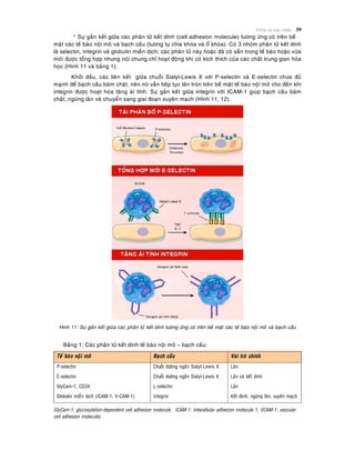 Vieâm vaø söûa chöõa 39
* Söï gaén keát giöõa caùc phaân töû keát dính (cell adhesion molecule) töông öùng coù treân beà
maët caùc teá baøo noäi moâ vaø baïch caàu (töông töï chìa khoùa vaø oå khoùa). Coù 3 nhoùm phaân töû keát dính
laø selectin, integrin vaø globulin mieãn dòch; caùc phaân töû naøy hoaëc ñaõ coù saün trong teá baøo hoaëc vöøa
môùi ñöôïc toång hôïp nhöng noùi chung chæ hoaït ñoäng khi coù kích thích cuûa caùc chaát trung gian hoùa
hoïc (Hình 11 vaø baûng 1).
Khôûi ñaàu, caùc lieân keát giöõa chuoãi Sialyl-Lewis X vôùi P-selectin vaø E-selectin chöa ñuû
maïnh ñeå baïch caàu baùm chaët, neân noù vaãn tieáp tuïc laên troøn treân beà maët teá baøo noäi moâ cho ñeán khi
integrin ñöôïc hoaït hoùa taêng aùi tính. Söï gaén keát giöõa integrin vôùi ICAM-1 giuùp baïch caàu baùm
chaët, ngöøng laên vaø chuyeån sang giai ñoaïn xuyeân maïch (Hình 11, 12).
Hình 11: Söï gaén keát giöõa caùc phaân töû keát dính töông öùng coù treân beà maët caùc teá baøo noäi moâ vaø baïch caàu
Baûng 1: Caùc phaân töû keát dính teá baøo noäi moâ – baïch caàu:
Teá baøo noäi moâ Baïch caàu Vai troø chính
P-selectin
E-selectin
GlyCam-1, CD34
Globulin mieãn dòch (ICAM-1, V-CAM-1)
Chuoãi ñöôøng ngaén Sialyl-Lewis X
Chuoãi ñöôøng ngaén Sialyl-Lewis X
L-selectin
Integrin
Laên
Laên vaø keát dính
Laên
Keát ñính, ngöøng laên, xuyeân maïch
GlyCam-1: glycosylation-dependent cell adhesion molecule, ICAM-1: Intecellular adhesion molecule 1; VCAM-1: vascular
cell adhesion molecule)
 