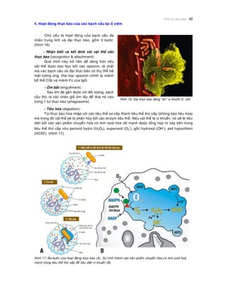 Vieâm vaø söûa chöõa 42
4. Hoaït ñoäng thöïc baøo cuûa caùc baïch caàu taïi oå vieâm
Chuû yeáu laø hoaït ñoäng cuûa baïch caàu ña
nhaân trung tính vaø ñaïi thöïc baøo, goàm 3 böôùc:
(Hình 16).
- Nhaän bieát vaø keát dính vôùi vaät theå caàn
thöïc baøo (recognition & attachment):
Quaù trình naøy trôû neân deã daøng hôn neáu
vaät theå ñöôïc bao boïc bôûi caùc opsonin, laø chaát
maø caùc baïch caàu vaø ñaïi thöïc baøo coù thuï theå beà
maët töông öùng. Hai loaïi opsonin chính laø maûnh
boå theå C3b vaø maûnh Fc cuûa IgG
- OÂm baét (engulfment):
Sau khi ñaõ gaén ñöôïc vôùi ñoái töôïng, baïch
caàu thoø ra caùc chaân giaû oâm laáy ñeå ñöa noù vaøo
trong 1 tuùi thöïc baøo (phagosome).
Hình 16: Ñaïi thöïc baøo ñang “aên” vi khuaån E. coli
- Tieâu hoùa (digestion):
Tuùi thöïc baøo hoøa nhaäp vôùi caùc tieâu theå sô caáp thaønh tieâu theå thöù caáp (khoâng baøo tieâu hoùa)
maø trong ñoù vaät theå seõ bò phaân huûy bôûi caùc enzym tieâu theå. Neáu vaät theå laø vi khuaån, noù seõ bò tieâu
dieät bôûi caùc saûn phaåm chuyeån hoùa coù tính oxid hoùa raát maïnh ñöôïc toång hôïp töø oxy beân trong
tieâu theå thöù caáp nhö peroxid hydro (H2O2), superoxid (O2
-
), goác hydroxyl (OH
-
), axít hypochloro
(HClO-
) (Hình 17).
Hình 17: Ba böôùc cuûa hoaït ñoäng thöïc baøo (A). Söï hình thaønh caùc saûn phaåm chuyeån hoùa coù tính oxid hoaù
maïnh trong tieâu theå thöù caáp ñeå tieâu dieät vi khuaån (B).
 