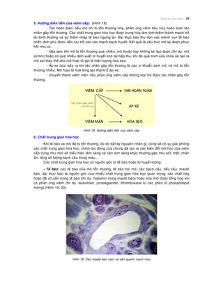 Vieâm vaø söûa chöõa 43
5. Höôùng dieãn tieán cuûa vieâm caáp: (Hình 18)
- Tan hoaøn toaøn: neáu moâ chæ bò toån thöông nheï, phaûn öùng vieâm tieâu huûy hoaøn toaøn taùc
nhaân gaây toån thöông. Caùc chaát trung gian hoùa hoïc ñöôïc trung hoøa laøm tính thaám thaønh maïch trôû
laïi bình thöôøng vaø söï thaám nhaäp teá baøo ngöng laïi. Ñaïi thöïc baøo thu doïn caùc maûnh vuïn teá baøo
cheát; dòch phuø ñöôïc daãn löu trôû vaøo caùc maïch baïch huyeát. Keát quaû laø caáu truùc moâ laïi ñöôïc phuïc
hoài nhö cuõ.
- Hoùa seïo: khi moâ bò toån thöông quaù nhieàu, moâ thuoäc loaïi khoâng taùi taïo ñöôïc (thí duï: moâ
cô tim) hoaëc coù quaù nhieàu dòch xuaát tô huyeát khoù taùi haáp thu, khi ñoù quaù trình söûa chöõa seõ taïo ra
moâ sôïi thay theá cho moâ hoaïi töû goïi laø hieän töôïng hoùa seïo.
- AÙp-xe hoùa: xaûy ra khi taùc nhaân gaây toån thöông laø caùc vi khuaån sinh muû vaø moâ bò toån
thöông nhieàu. Moâ hoaïi töû hoaù loûng taïo thaønh oå aùp-xe.
- Chuyeån thaønh vieâm maõn: neáu phaûn öùng vieâm caáp khoâng loaïi tröø ñöôïc taùc nhaân gaây toån
thöông.
Hình 18: Höôùng dieãn tieán cuûa vieâm caáp
6. Chaát trung gian hoùa hoïc
Khi teá baøo vaø moâ ñaõ bò toån thöông, duø do baát kyø nguyeân nhaân gì, cuõng seõ coù söï giaûi phoùng
caùc chaát trung gian hoùa hoïc; chính taùc ñoäng cuûa chuùng ñaõ taïo ra caùc bieán ñoåi moâ hoïc cuûa vieâm
caáp cuõng nhö moät soá bieåu hieän laâm saøng vaø caän laâm saøng khaùc thöôøng gaëp nhö soát, meät, chaùn
aên, taêng soá löôïng baïch caàu trong maùu...
Caùc chaát trung gian hoùa hoïc coù nguoàn goác töø teá baøo hoaëc töø huyeát töông:
- Teá baøo: caùc teá baøo cuûa moâ toån thöông, teá baøo noäi moâ, caùc baïch caàu, tieåu caàu, mastoâ
baøo, ñaïi thöïc baøo laø nguoàn goác cuûa nhieàu chaát trung gian hoùa hoïc quan troïng; caùc chaát naøy
hoaëc ñaõ coù saün trong teá baøo (thí duï: histamin trong mastoâ baøo) hoaëc vöøa môùi ñöôïc toång hôïp khi
coù phaûn öùng vieâm (thí duï: leukotrien, prostaglandin, thromboxane töø caùc phaân töû phospholipid
maøng) (Hình 19, 20).
Hình 19: Caùc mastoâ baøo luoân coù saün quanh maïch maùu
 