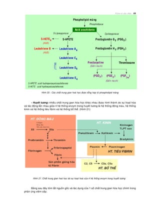 Vieâm vaø söûa chöõa 44
Hình 20 : Caùc chaát trung gian hoaù hoïc ñöôïc toång hôïp töø phospholipid maøng
- Huyeát töông: nhieàu chaát trung gian hoùa hoïc khaùc nhau ñöôïc hình thaønh do söï hoaït hoùa
vaø taùc ñoäng laãn nhau giöõa 4 heä thoáng enzym trong huyeát töông laø heä thoáng ñoâng maùu, heä thoáng
kinin vaø heä thoáng tieâu fibrin vaø heä thoáng boå theå. (Hình 21)
Hình 21: Chaát trung gian hoaù hoïc do söï hoaït hoaù cuûa 4 heä thoáng enzym trong huyeát töông
Baûng sau ñaây toùm taét nguoàn goác vaø taùc duïng cuûa 1 soá chaát trung gian hoùa hoïc chính trong
phaûn öùng vieâm caáp.
 