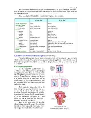 Beänh lyù U 66
Noùi chung, vieäc xeáp loaïi grad moâ hoïc ít nhieàu mang tính chuû quan cuûa baùc só giaûi phaãu
beänh, vì vaäy vai troø cuûa noù trong vieäc ñaùnh giaù tieân löôïng beänh thì khoâng quan troïng baèng vieäc
xeáp giai ñoaïn ung thö.
Baûng sau ñaây toùm taét caùc ñieåm khaùc bieät chính giöõa u laønh vaø u aùc:
U LAØNH TÍNH U AÙC TÍNH
Toác ñoä taêng tröôûng u chaäm nhanh
Bieät hoaù teá baøo u
+ Caáu truùc
+ Chöùc naêng
gioáng bình thöôøng
gioáng bình thöôøng
thöôøng ít gioáng
maát hoaëc thay ñoåi
Ñaïi theå
+ Giôùi haïn
+ Voû boïc
+ Di ñoäng
+ Maät ñoä
+ Maët caét
roõ
coù
toát
chaéc
thöôùng ñoàng nhaát
khoâng roõ
khoâng
keùm / khoâng
cöùng / meàm bôû
khoâng ñoàng nhaát
Vi theå
+ Caáu truùc moâ chuû
+ Teá baøo
+ Nhaân
+ Tæ leä N/BT
+ Tæ leä phaân baøo
Gioáng moâ laønh
bình thöôøng
bình thöôøng
bình thöôøng
thaáp, phaân baøo bình thöôøng
Ñaûo loän
Ña daïng, dò daïng, teá baøo khoång loà
Ña daïng, to, taêng saéc, nhaân quaùi, haïch nhaân to
Cao
Cao, phaân baøo baát thöôøng
Xaâm nhaäp
Di caên
Khoâng
Khoâng
Coù
Coù
Ñaùp öùng vôùi ñieàu trò khoâng taùi phaùt sau caét boû deã taùi phaùt, gaây töû vong
IV. Quaù trình phaùt trieån töï nhieân cuûa ung thö (natural history):
Trong hôn 200 loaïi ung thö ñaõ ñöôïc moâ taû, coù theå noùi moãi loaïi ñeàu coù 1 quaù trình phaùt
trieån töï nhieân rieâng bieät. Nhöng nhìn chung, quaù trình naøo cuõng goàm coù 4 böôùc noái tieáp nhau laø:
Söï chuyeån daïng aùc tính cuûa moät teá baøo cô theå, söï taêng tröôûng cuûa khoái u, söï xaâm nhaäp taïi choã
vaø söï di caên.
A/ Söï chuyeån daïng aùc tính:
Ung thö ñöôïc khôûi phaùt töø moät teá baøo
cô theå (coøn goïi laø teá baøo soma) bò ñoät bieán gen
khoâng gaây cheát do taùc ñoäng cuûa caùc yeáu toá töø
moâi tröôøng beân ngoaøi (hoaù chaát, böùc xaï, viruùt)
hoaëc do töï phaùt, moät soá ít tröôøng hôïp do yeáu
toá di truyeàn. Keát quaû teá baøo soma naøy bò
chuyeån daïng, trôû neân coù khaû naêng taêng sinh
quaù möùc vaø töï ñoäng, taïo thaønh 1 doøng teá baøo
u gioáng heät nhau.
Tính chaát ñôn doøng cuûa khoái u ñaõ
ñöôïc chöùng minh qua nghieân cöùu u xaûy ra ôû
caùc phuï nöõ dò hôïp töû veà gen maõ hoaù cho
glucose-6-phosphat dehydrogenase (G6PD),
laø gen naèm treân nhaùnh daøi cuûa nhieãm saéc theå
X. Caùc phuï nöõ naøy coù kieåu gen laø XAXB, moãi
nhieãm saéc theå X chöùa gen maõ hoaù cho 1
isoenzym, A hoaëc B, cuûa G6PD.
Ngay töø raát sôùm trong thôøi kyø phaùt
trieån phoâi (giai ñoaïn phoâi nang), ôû moãi teá baøo
phoâi seõ coù hieän töôïng baát hoaït ngaãu nhieân
moät trong 2 nhieãm saéc theå X (taïo thaønh vaät
Hinh 18: Tính chaát ñôn doøng cuûa u
 