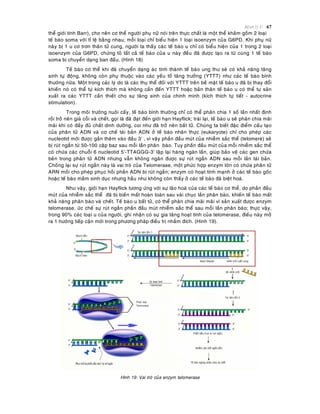 Beänh lyù U 67
theå giôùi tính Barr), cho neân cô theå ngöôøi phuï nöõ noùi treân thöïc chaát laø moät theå khaûm goàm 2 loaïi
teá baøo soma vôùi tæ leä baèng nhau, moãi loaïi chæ bieåu hieän 1 loaïi isoenzym cuûa G6PD. Khi phuï nöõ
naøy bò 1 u cô trôn thaân töû cung, ngöôøi ta thaáy caùc teá baøo u chæ coù bieåu hieän cuûa 1 trong 2 loaïi
isoenzym cuûa G6PD, chöùng toû taát caû teá baøo cuûa u naøy ñeàu ñaõ ñöôïc taïo ra töø cuøng 1 teá baøo
soma bò chuyeån daïng ban ñaàu. (Hình 18)
Teá baøo cô theå khi ñaõ chuyeån daïng aùc tính thaønh teá baøo ung thö seõ coù khaû naêng taêng
sinh töï ñoäng, khoâng coøn phuï thuoäc vaøo caùc yeáu toá taêng tröôûng (YTTT) nhö caùc teá baøo bình
thöôøng nöõa. Moät trong caùc lyù do laø caùc thuï theå ñoái vôùi YTTT treân beà maët teá baøo u ñaõ bò thay ñoåi
khieán noù coù theå töï kích thích maø khoâng caàn ñeán YTTT hoaëc baûn thaân teá baøo u coù theå töï saûn
xuaát ra caùc YTTT caàn thieát cho söï taêng sinh cuûa chính mình (kích thích töï tieát - autocrine
stimulation).
Trong moâi tröôøng nuoâi caáy, teá baøo bình thöôøng chæ coù theå phaân chia 1 soá laàn nhaát ñònh
roài trôû neân giaø coãi vaø cheát, goïi laø ñaõ ñaït ñeán giôùi haïn Hayflick; traùi laïi, teá baøo u seõ phaân chia maõi
maõi khi coù ñaày ñuû chaát dinh döôõng, coi nhö ñaõ trôû neân baát töû. Chuùng ta bieát ñaëc ñieåm caáu taïo
cuûa phaân töû ADN vaø cô cheá taùi baûn ADN ôû teá baøo nhaân thöïc (eukaryote) chæ cho pheùp caùc
nucleotid môùi ñöôïc gaén theâm vaøo ñaàu 3’ , vì vaäy phaàn ñaàu muùt cuûa nhieãm saéc theå (telomere) seõ
bò ruùt ngaén töø 50-100 caëp baz sau moãi laàn phaân baøo. Tuy phaàn ñaàu muùt cuûa moãi nhieãm saéc theå
coù chöùa caùc chuoãi 6 nucleotid 5’-TTAGGG-3’ laäp laïi haøng ngaøn laàn, giuùp baûo veä caùc gen chöùa
beân trong phaân töû ADN nhöng vaãn khoâng ngaên ñöôïc söï ruùt ngaén ADN sau moãi laàn taùi baûn.
Choáng laïi söï ruùt ngaén naøy laø vai troø cuûa Telomerase, moät phöùc hôïp enzym lôùn coù chöùa phaân töû
ARN moài cho pheùp phuïc hoài phaàn ADN bò ruùt ngaén; enzym coù hoaït tính maïnh ôû caùc teá baøo goác
hoaëc teá baøo maàm sinh duïc nhöng haàu nhö khoâng coøn thaáy ôû caùc teá baøo ñaõ bieät hoaù.
Nhö vaäy, giôùi haïn Hayflick töông öùng vôùi söï laõo hoaù cuûa caùc teá baøo cô theå, do phaàn ñaàu
muùt cuûa nhieãm saéc theå ñaõ bò bieán maát hoaøn toaøn sau vaøi chuïc laàn phaân baøo, khieán teá baøo maát
khaû naêng phaân baøo vaø cheát. Teá baøo u baát töû, coù theå phaân chia maõi maõi vì saûn xuaát ñöôïc enzym
telomerase, öùc cheá söï ruùt ngaén phaàn ñaàu muùt nhieãm saéc theå sau moãi laàn phaân baøo; thöïc vaäy,
trong 90% caùc loaïi u cuûa ngöôøi, ghi nhaän coù söï gia taêng hoaït tính cuûa telomerase, ñieàu naøy môû
ra 1 höôùng tieáp caän môùi trong phöông phaùp ñieàu trò nhaém ñích. (Hình 19).
Hình 19: Vai troø cuûa enzym telomerase
 