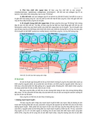 Beänh lyù U 72
2. Phaù huûy chaát neàn ngoaïi baøo: teá baøo ung thö cheá tieát ra caùc enzym
metalloproteinase (gelatinase, collagenase, stromelysin) caét ñöùt caùc sôïi collagen tyùp IV vaø
laminin, laøm phaân huûy maøng ñaùy, taïo ra caùc “loã thuûng”.
3. Gaén keát môùi: caùc sôïi collagen tyùp IV vaø laminin bò caét ñöùt ôû böôùc 2 seõ ñeå loä ra caùc vò
trí gaén keát môùi töông öùng vôùi caùc thuï theå coù treân beà maët teá baøo ung thö. Caùc moái gaén keát môùi
naøy seõ thuùc ñaåy teá baøo ung thö di chuyeån.
4. Di chuyeån trong chaát neàn ngoaïi baøo: teá baøo ung thö chui qua “loã thuûng” treân maøng
ñaùy ñi vaøo moâ lieân keát keõ. Taïi ñaây, teá baøo ung thö laïi tieáp tuïc hoaït ñoäng gaén keát (thí duï vôùi
fibronectin), phaân huûy caùc thaønh phaàn cuûa chaát neàn ngoaïi baøo vaø di chuyeån. Söï di chuyeån cuûa
caùc teá baøo ung thö coù theå ñöôïc kích thích bôûi chính caùc chaát do chuùng tieát ra, thí duï nhö caùc yeáu
toá di chuyeån töï tieát AMF (autocrine motility factor) maø teá baøo ung thö coù thuï theå töông öùng.
Hình 26: Cô cheá cuûa hieän töôïng xaâm nhaäp
D/ Söï di caên
Di caên laø thuaät ngöõ duøng ñeå moâ taû söï hình thaønh nhöõng oå ung thö thöù phaùt naèm caùch xa
khoái ung thö nguyeân phaùt, do söï phaùt taùn caùc teá baøo u töø khoái ung thö nguyeân phaùt. Caáu taïo vi
theå cuûa u thöù phaùt phaàn lôùn ñeàu gioáng vôùi u nguyeân phaùt. Khoaûng 30 - 50% beänh nhaân ung thö
khi ñöôïc phaùt hieän thì ñaõ coù bieåu hieän di caên roõ reät.
Moïi loaïi ung thö ñeàu coù theå cho di caên nhöng khaû naêng di caên cuûa chuùng khoâng ñoàng
ñeàu nhau. Thí duï carcinoâm teá baøo ñaùy cuûa da hieám khi cho di caên xa trong khi sarcoâm xöông thì
laïi cho di caên xa raát sôùm.
Caùc ung thö coù theå cho di caên theo 3 ñöôøng sau:
1. Ñöôøng maïch baïch huyeát :
Teá baøo ung thö xaâm nhaäp vaøo maïch baïch huyeát ñi ñeán caùc haïch. Ñaây laø ñöôøng di caên
tröôùc tieân thöôøng thaáy ñoái vôùi caùc carcinoâm; trong khi ñoù sarcoâm laïi raát hieám khi cho di caên theo
ñöôøng baïch huyeát. Kieåu phaân boá caùc haïch di caên cuûa moãi loaïi ung thö thay ñoåi tuøy theo vò trí
cuûa khoái u nguyeân phaùt vaø heä thoáng daãn löu maïch baïch huyeát töï nhieân taïi ñoù. Thí duï: carcinoâm
oáng tuyeán vuù ôû vò trí 1/4 treân ngoaøi vuù thöôøng cho di caên tröôùc tieân ñeán haïch naùch cuøng beân
(Hình 27A). Ung thö coå töû cung cho di caên ñeán haïch chaäu. Ung thö döông vaät cho di caên ñeán
 
