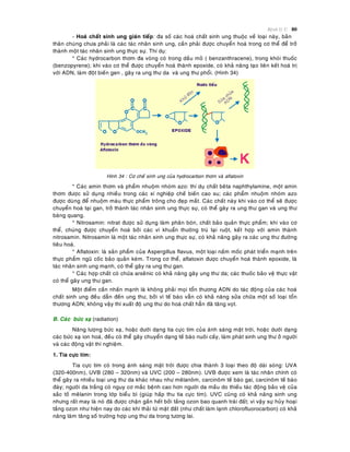 Beänh lyù U 80
- Hoaù chaát sinh ung giaùn tieáp: ña soá caùc hoaù chaát sinh ung thuoäc veà loaïi naøy, baûn
thaân chuùng chöa phaûi laø caùc taùc nhaân sinh ung, caàn phaûi ñöôïc chuyeån hoaù trong cô theå ñeå trôû
thaønh moät taùc nhaân sinh ung thöïc söï. Thí duï:
* Caùc hydrocarbon thôm ña voøng coù trong daàu moû ( benzanthracene), trong khoùi thuoác
(benzopyrene); khi vaøo cô theå ñöôïc chuyeån hoaù thaønh epoxide, coù khaû naêng taïo lieân keát hoaù trò
vôùi ADN, laøm ñoät bieán gen , gaây ra ung thö da vaø ung thö phoåi. (Hinh 34)
Hình 34 : Cô cheá sinh ung cuûa hydrocarbon thôm vaø aflatoxin
* Caùc amin thôm vaø phaåm nhuoäm nhoùm azo: thí duï chaát beâta naphthylamine, moät amin
thôm ñöôïc söû duïng nhieàu trong caùc xí nghieäp cheá bieán cao su; caùc phaåm nhuoäm nhoùm azo
ñöôïc duøng ñeå nhuoäm maøu thöïc phaåm troâng cho ñeïp maét. Caùc chaát naøy khi vaøo cô theå seõ ñöôïc
chuyeån hoaù taïi gan, trôû thaønh taùc nhaân sinh ung thöïc söï, coù theå gaây ra ung thö gan vaø ung thö
baøng quang.
* Nitrosamin: nitrat ñöôïc söû duïng laøm phaân boùn, chaát baûo quaûn thöïc phaåm; khi vaøo cô
theå, chuùng ñöôïc chuyeån hoaù bôûi caùc vi khuaån thöôøng truù taïi ruoät, keát hôïp vôùi amin thaønh
nitrosamin. Nitrosamin laø moät taùc nhaân sinh ung thöïc söï, coù khaû naêng gaây ra caùc ung thö ñöôøng
tieâu hoaù.
* Aflatoxin: laø saûn phaåm cuûa Aspergillus flavus, moät loaïi naám moác phaùt trieån maïnh treân
thöïc phaåm nguõ coác baûo quaûn keùm. Trong cô theå, aflatoxin ñöôïc chuyeån hoaù thaønh epoxide, laø
taùc nhaân sinh ung maïnh, coù theå gaây ra ung thö gan.
* Caùc hôïp chaát coù chöùa arseânic coù khaû naêng gaây ung thö da; caùc thuoác baûo veä thöïc vaät
coù theå gaây ung thö gan.
Moät ñieåm caàn nhaán maïnh laø khoâng phaûi moïi toån thöông ADN do taùc ñoäng cuûa caùc hoaù
chaát sinh ung ñeàu daãn ñeán ung thö, bôûi vì teá baøo vaãn coù khaû naêng söûa chöõa moät soá loaïi toån
thöông ADN; khoâng vaäy thì xuaát ñoä ung thö do hoaù chaát haún ñaõ taêng voït.
B. Caùc böùc xaï (radiation)
Naêng löôïng böùc xaï, hoaëc döôùi daïng tia cöïc tím cuûa aùnh saùng maët trôøi, hoaëc döôùi daïng
caùc böùc xaï ion hoaù, ñeàu coù theå gaây chuyeån daïng teá baøo nuoâi caáy, laøm phaùt sinh ung thö ôû ngöôøi
vaø caùc ñoäng vaät thí nghieäm.
1. Tia cöïc tím:
Tia cöïc tím coù trong aùnh saùng maët trôøi ñöôïc chia thaønh 3 loaïi theo ñoä daøi soùng: UVA
(320-400nm), UVB (280 – 320nm) vaø UVC (200 – 280nm). UVB ñöôïc xem laø taùc nhaân chính coù
theå gaây ra nhieàu loaïi ung thö da khaùc nhau nhö meâlanoâm, carcinoâm teá baøo gai, carcinoâm teá baøo
ñaùy; ngöôøi da traéng coù nguy cô maéc beänh cao hôn ngöôøi da maàu do thieáu taùc ñoäng baûo veä cuûa
saéc toá meâlanin trong lôùp bieåu bì (giuùp haáp thu tia cöïc tím). UVC cuõng coù khaû naêng sinh ung
nhöng raát may laø noù ñaõ ñöôïc chaën gaàn heát bôûi taàng ozon bao quanh traùi ñaát; vì vaäy söï huûy hoaïi
taàng ozon nhö hieän nay do caùc khí thaûi töø maët ñaát (nhö chaát laøm laïnh chlorofluorocarbon) coù khaû
naêng laøm taêng soá tröôøng hôïp ung thö da trong töông lai.
 