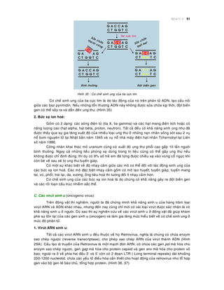 Beänh lyù U 81
Hình 35 : Cô cheá sinh ung cuûa tia cöïc tím
Cô cheá sinh ung cuûa tia cöïc tím laø do taùc ñoäng cuûa noù treân phaân töû ADN, taïo caàu noái
giöõa caùc baz pyrimidin. Neáu nhöõng toån thöông ADN naøy khoâng ñöôïc söûa chöõa kòp thôøi, ñoät bieán
gen coù theå xaûy ra vaø daãn ñeán ung thö. (Hình 35)
2. Böùc xaï ion hoaù:
Goàm coù 2 daïng: caùc soùng ñieän töø (tia X, tia gamma) vaø caùc haït mang ñieän tích hoaëc coù
naêng löôïng cao (haït alpha, haït beâta, proton, neutron). Taát caû ñeàu coù khaû naêng sinh ung nhö ñaõ
ñöôïc thaáy qua söï gia taêng xuaát ñoä cuûa nhieàu loaïi ung thö ôû nhöõng naïn nhaân soáng soùt sau 2 vuï
noå bom nguyeân töû taïi Nhaät baûn naêm 1945 vaø vuï noå nhaø maùy ñieän haït nhaân Tchernobyl taïi Lieân
xoâ naêm 1986.
Coâng nhaân khai thaùc moû uranium cuõng coù xuaát ñoä ung thö phoåi cao gaáp 10 laàn ngöôøi
bình thöôøng. Ngay caû nhöõng lieàu phoùng xaï duøng trong trò lieäu cuõng coù theå gaây ung thö neáu
khoâng ñöôïc chæ ñònh ñuùng; thí duï coù 9% soá treû em ñaõ töøng ñöôïc chieáu xaï vaøo vuøng coå ngöïc khi
coøn beù veà sau seõ bò ung thö tuyeán giaùp.
Coù moät söï khaùc bieät veà ñoä nhaïy caûm giöõa caùc moâ cô theå ñoái vôùi taùc ñoäng sinh ung cuûa
caùc böùc xaï ion hoaù. Caùc moâ ñaëc bieät nhaïy caûm goàm coù moâ taïo huyeát, tuyeán giaùp, tuyeán mang
tai, vuù, phoåi; traùi laïi, da, xöông, oáng tieâu hoaù thì töông ñoái ít nhaïy caûm hôn.
Cô cheá sinh ung cuûa caùc böùc xaï ion hoaù laø do chuùng coù khaû naêng gaây ra ñoät bieán gen
vaø caùc roái loaïn caáu truùc nhieãm saéc theå.
C. Caùc viruùt sinh u (oncogenic virus):
Treân ñoäng vaät thí nghieäm, ngöôøi ta ñaõ chöùng minh khaû naêng sinh u cuûa haøng traêm loaïi
viruùt ARN vaø ADN khaùc nhau, nhöng ñeán nay cuõng chæ môùi coù vaøi loaïi viruùt ñöôïc xaùc nhaän laø coù
khaû naêng sinh u ôû ngöôøi. Duø sao thì söï nghieân cöùu veà caùc viruùt sinh u ôû ñoäng vaät ñaõ giuùp khaùm
phaù söï toàn taïi cuûa caùc gen sinh u (oncogen) vaø laøm gia taêng möùc hieåu bieát veà cô cheá sinh ung ôû
möùc ñoä phaân töû.
1. Viruùt ARN sinh u:
Taát caû caùc viruùt ARN sinh u ñeàu thuoäc veà hoï Retrovirus, nghóa laø chuùng coù chöùa enzym
sao cheùp ngöôïc (reverse transcriptase), cho pheùp sao cheùp ARN cuûa viruùt thaønh ADN (Hình
29A). Caáu taïo di truyeàn cuûa Retrovirus laø moät maïch ñôn ARN, coù chöùa caùc gen pol maõ hoùa cho
enzym sao cheùp ngöôïc, gen gag maõ hoùa cho protein capsid vaø gen env maõ hoùa cho protein voû
bao; ngoaøi ra ôû veà phía hai ñaàu 3’ vaø 5’ coøn coù 2 ñoaïn LTR ( Long terminal repeats) daøi khoaûng
250-1200 nucleotid, chöùa caùc yeáu toá ñieàu hoøa caàn thieát cho hoaït ñoäng cuûa retrovirus nhö toå hôïp
gen vaøo boä gen teá baøo chuû, toång hôïp protein. (Hình 36, 37)
 