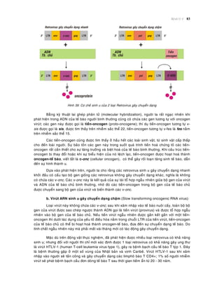 Beänh lyù U 83
Hình 39: Cô cheá sinh u cuûa 2 loaïi Retrovirus gaây chuyeån daïng
Baèøng kyõ thuaät lai gheùp phaân töû (molecular hybridization), ngöôøi ta raát ngaïc nhieân khi
phaùt hieän trong ADN cuûa teá baøo ngöôøi bình thöôøng cuõng coù chöùa caùc gen töông töï vôùi oncogen
viruùt; caùc gen naøy ñöôïc goïi laø tieàn-oncogen (proto-oncogene); thí duï tieàn-oncogen töông töï v-
sis ñöôïc goïi laø sis, ñöôïc tìm thaáy treân nhieãm saéc theå 22, tieàn-oncogen töông töï v-fes laø fes naèm
treân nhieãm saéc theå 15.
Caùc tieàn-oncogen cuõng ñöôïc tìm thaáy ôû haàu heát caùc loaøi sinh vaät, töø sinh vaät caáp thaáp
cho ñeán loaøi ngöôøi. Söï baûo toàn caùc gen naøy trong suoát quaù trình tieán hoaù chöùng toû caùc tieàn-
oncogen raát caàn thieát cho söï taêng tröôûng vaø bieät hoaù cuûa teá baøo bình thöôøng. Khi caáu truùc tieàn-
oncogen bò thay ñoåi hoaëc khi söï bieåu hieän cuûa noù leäch laïc, tieàn-oncogen ñöôïc hoaït hoaù thaønh
oncogen-teá baøo, vieát taét laø c-onc (cellular oncogen), coù theå gaây roái loaïn taêng sinh teá baøo, daãn
ñeán söï hình thaønh u.
Döïa vaøo phaùt hieän treân, ngöôøi ta cho raèng caùc retrovirus sinh u gaây chuyeån daïng nhanh
khôûi ñaàu coù caáu taïo boä gen gioáng caùc retrovirus khoâng gaây chuyeån daïng khaùc, nghóa laø khoâng
coù chöùa caùc v-onc. Caùc v-onc naøy laø keát quaû cuûa söï taùi toå hôïp ngaãu nhieân giöõa boä gen cuûa viruùt
vaø ADN cuûa teá baøo chuû bình thöôøng, nhôø ñoù caùc tieàn-oncogen trong boä gen cuûa teá baøo chuû
ñöôïc chuyeån sang boä gen cuûa viruùt vaø bieán thaønh caùc v-onc.
b. Viruùt ARN sinh u gaây chuyeån daïng chaäm (Slow transforming oncogenic RNA virus):
Loaïi viruùt naøy khoâng chöùa caùc v-onc; sau khi xaâm nhaäp vaøo teá baøo nuoâi caáy, toaøn boä boä
gen cuûa viruùt ñöôïc sao cheùp ngöôïc thaønh ADN goïi laø tieàn viruùt (provirus) vaø ñöôïc toå hôïp ngaãu
nhieân vaøo boä gen cuûa teá baøo chuû. Neáu tieàn viruùt ngaãu nhieân ñöôïc gaén keát gaàn vôùi moät tieàn-
oncogen thì döôùi taùc duïng cuûa yeáu toá ñieàu hoøa naèm trong chuoãi LTR cuûa tieàn viruùt, tieàn-oncogen
cuûa teá baøo chuû coù theå bò hoaït hoaù thaønh oncogen-teá baøo, ñöa ñeán söï chuyeån daïng teá baøo. Do
tính chaát ngaãu nhieân naøy maø phaûi maát vaøi thaùng môùi coù taùc ñoäng gaây chuyeån daïng.
Maëc duø treân ñoäng vaät thöïc nghieäm, ñaõ phaùt hieän ñöôïc nhieàu loaïi retrovirus coù khaû naêng
sinh u; nhöng ñoái vôùi ngöôøi thì chæ môùi xaùc ñònh ñöôïc 1 loaïi retrovirus coù khaû naêng gaây ung thö
laø viruùt HTLV-1 (human T-cell leukemia virus type 1), gaây ra beänh baïch caàu teá baøo T tyùp 1. Ñaây
laø beänh thöôøng gaëp ôû moät soá vuøng cuûa Nhaät baûn vaø vònh Caribeâ. Viruùt HTLV-1 sau khi xaâm
nhaäp vaøo ngöôøi seõ taán coâng vaø gaây chuyeån daïng caùc limphoâ baøo T CD4+; 1% soá ngöôøi nhieãm
viruùt seõ phaùt beänh baïch caàu ñôn doøng teá baøo T sau thôøi gian tieàm aån töø 20 - 30 naêm.
 