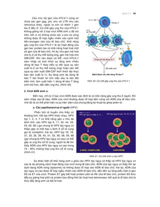 Beänh lyù U 84
Caáu truùc boä gen cuûa HTLV-1 cuõng coù
chöùa caùc gen gag, pol, env vaø LTR nhö caùc
retrovirus khaùc, ngoaøi ra coøn coù theâm 1 gen
tax ôû ñaàu 3’. Cô cheá gaây ung thö cuûa HTLV-1
khoâng gioáng vôùi 2 loaïi viruùt ARN sinh u ñaõ noùi
treân; bôûi vì noù khoâng chöùa caùc v-onc vaø cuõng
khoâng ñöôïc toå hôïp ngaãu nhieân vaøo caïnh moät
tieàn-oncogen naøo cuûa teá baøo chuûù. Khaû naêng
gaây ung thö cuûa HTLV-1 laø do hoaït ñoäng cuûa
gen tax: protein tax coù khaû naêng hoaït hoaù moät
soá gen cuûa teá baøo chuû, thí duï nhö gen maõ hoaù
cho IL-2 vaø thuï theå töông öùng, gen maõ hoaù cho
GM-CSF. Khi vaøo ñöôïc cô theå, viruùt HTLV-1
xaâm nhaäp vaø kích thích söï taêng sinh nhieàu
doøng teá baøo T theo kieåu töï tieát (qua söï saûn
xuaát IL-2 vaø thuï theå töông öùng) hoaëc caän tieát
(qua söï saûn xuaát GM-CSF kích thích ñaïi thöïc
baøo saûn xuaát IL-1). Söï taêng sinh ña doøng teá
baøo T taïo thuaän lôïi cho vieäc xaûy ra caùc ñoät
bieán môùi, laøm xuaát hieän 1 doøng teá baøo T taêng
sinh troäi hôn, daãn ñeán ung thö. (Hình 40)
Hình 40: Cô cheá gaây ung thö cuûa HTLV-1
2. Viruùt ADN sinh u:
Ñeán nay, chæ coù 3 loaïi viruùt ADN ñöôïc xaùc ñònh laø coù khaû naêng gaây ung thö ôû ngöôøi. Khi
xaâm nhaäp vaøo teá baøo, ADN cuûa viruùt thöôøng ñöôïc toå hôïp beàn vöõng vôùi ADN cuûa teá baøo chuû;
nhôø ñoù ta coù theå phaùt hieän ra söï hieän dieän cuûa chuùng baèng kyõ thuaät lai gheùp phaân töû.
a. Caùc papillomavirus ôû ngöôøi (HPV):
Phaân tích di truyeàn cho thaáy coù
khoaûng hôn 100 tyùp HPV khaùc nhau. HPV
tyùp 1, 2, 4, 7 coù khaû naêng gaây u nhuù da
laønh tính; caùc HPV tyùp 6, 11, 42, 44, 53,
54, 62, 66 ( goïi chung laø HPV tyùp nguy cô
thaáp) gaây ra moät loaïi u laønh ôû coå töû cung
goïi laø condyloâm; traùi laïi, HPV tyùp 16, 18,
31, 33, 35, 39, 45, 51, 52, 56, 58, 59, 68
(goïi chung laø HPV tyùp nguy cô cao) coù theå
gaây ra ung thö coå töû cung; ngöôøi ta ñaõ tìm
thaáy ADN cuûa HPV tyùp nguy cô cao trong
75 - 95% tröôøng hôïp ung thö coå töû cung.
(Hình 41)
Hình 41: Cô cheá sinh u cuûa HPV
Söï khaùc bieät veà khaû naêng sinh u giöõa caùc HPV tyùp nguy cô thaáp vaø HPV tyùp nguy cô
cao laø do phöông caùch hoaït ñoäng cuûa viruùt trong teá baøo chuû: ADN cuûa tyùp nguy cô thaáp toàn taïi
döôùi daïng ADN voøng (episome) vaø khoâng ñöôïc toå hôïp vaøo ADN teá baøo chuû; traùi laïi, ADN cuûa
tyùp nguy cô cao ñöôïc toå hôïp ngaãu nhieân vaøo ADN teá baøo chuû, daãn ñeán söï taêng bieåu hieän 2 gen
E6 vaø E7 cuûa viruùt. Protein E7 gaây baát hoaït protein p53 vaø Rb cuûa teá baøo chuû, protein E6 thuùc
ñaåy söï giaùng hoaù p53 vaø protein bax ñoàng thôøi taùi hoaït hoaù telomerase; keát quaû laø teá baøo chuû bò
thuùc ñaåy taêng sinh vaø baát töû hoaù.
 