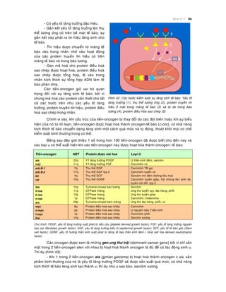 Beänh lyù U 86
- Coù yeáu toá taêng tröôûng ñaëc hieäu.
- Gaén keát yeáu toá taêng tröôûng leân thuï
theå töông öùng coù treân beà maët teá baøo; söï
gaén keát naøy phaùt ra tín hieäu taêng sinh cho
teá baøo.
- Tín hieäu ñöôïc chuyeån töø maøng teá
baøo vaøo trong nhaân nhôø vaøo hoaït ñoäng
cuûa caùc protein truyeàn tín hieäu coù treân
maøng teá baøo vaø trong baøo töông.
- Gen maõ hoaù cho protein ñieàu hoaø
sao cheùp ñöôïc hoaït hoaù, protein ñieàu hoaø
sao cheùp ñöôïc toång hôïp, ñi vaøo trong
nhaân kích thích söï toång hôïp ADN laøm teá
baøo phaân chia.
Caùc tieàn-oncogen giöõ vai troø quan
troïng ñoái vôùi söï taêng sinh teá baøo; bôûi vì
chuùng maõ hoaù caùc protein caàn thieát cho taát
caû caùc böôùc treân nhö caùc yeáu toá taêng
tröôûng, protein truyeàn tín hieäu, protein ñieàu
hoaø sao cheùp trong nhaân.
Hình 42: Caùc böôùc kieåm soat söï taêng sinh teá baøo: Yeáu toá
taêng tröôûng (1), thuï theå töông öùng (2), protein truyeàn tín
hieäu ôû maët trong maøng teá baøo (3) vaø töï do trong baøo
töông (4), protein ñieàu hoøa sao cheùp (5)
Chính vì vaäy, khi caáu truùc cuûa tieàn-oncogen bò thay ñoåi do caùc ñoät bieán hoaëc khi söï bieåu
hieän cuûa noù bò roái loaïn, tieàn-oncogen ñöôïc hoaït hoaù thaønh oncogen-teá baøo (c-onc), coù khaû naêng
kích thích teá baøo chuyeån daïng taêng sinh moät caùch quaù möùc vaø töï ñoäng, thoaùt khoûi moïi cô cheá
kieåm soaùt bình thöôøng trong cô theå.
Baûng sau ñaây giôùi thieäu 1 soá trong hôn 100 tieàn-oncogen ñaõ ñöôïc bieát cho ñeán nay vaø
caùc loaïi u coù theå xuaát hieän khi caùc tieàn-oncogen naøy ñöôïc hoaït hoùa thaønh oncogen- teá baøo:
Tieàn-oncogen NST Protein ñöôïc maõ hoaù Loaïi U
sis
int2
22q
11q
YT taêng tröôûng PDGF
YT taêng tröôûng FGF
U thaàn kinh ñeäm, sarcoâm
Carcinoâm vuù
erb B-1
erb B-2
kit
ret
7q
17q
4q
10q
Thuï theå EGF
Thuï theå EGF tyùp 2
Thuï theå SCF
Thuï theå GDNF
Carcinoâm TB gai
Carcinoâm tuyeán vuù
Sarcoâm moâ ñeäm ñöôøng tieâu hoaù
Carcinoâm tuyeán giaùp, hoäi chöùng taân sinh ña
tuyeán noäi tieát tyùp 2
fes
h-ras
k-ras
n-ras
src
15q
11p
12p
1p
20p
Tyrosine kinase baøo töông
GTPase maøng
GTPase maøng
GTPase maøng
Tyrosine kinase baùm maøng
Sarcoâm
Ung thö tuyeán tuïy, ñaïi traøng, phoåi
Ung thö tuyeán giaùp
Carcinoâm, melanoma
Ung thö ñaïi traøng, phoåi, vuù
myc
n-myc
l-myc
fos
8q
2p
1p
14q
Protein ñieàu hoaø sao cheùp
Protein ñieàu hoaø sao cheùp
Protein ñieàu hoaø sao cheùp
Protein ñieàu hoaø sao cheùp
Carcinoâm
U nguyeân baøo Thaàn kinh
Carcinoâm phoåi
Sarcoâm xöông
Chuù thích: PDGF, yeáu toá taêng tröôûng xuaát phaùt töø tieåu caàu (platelet derived growth factor); FGF, yeáu toá taêng tröôûng nguyeân
baøo sôïi (fibroblast growth factor); EGF, yeáu toá taêng tröôûng bieåu bì (epidermal growth factor); SCF, yeáu toá teá baøo goác (Stem
cell factor); GDNF, yeáu toá höôùng thaàn kinh xuaát phaùt töø doøng teá baøo thaàn kinh ñeäm ( Glial cell line derived neutrotrophic
factor)
Caùc oncogen ñöôïc xem laø nhöõng gen ung thö troäi (dominant cancer gene) bôûi vì chæ caàn
moät trong 2 tieàn-oncogen alen vôùi nhau bò hoaït hoaù thaønh oncogen laø ñuû ñeå coù taùc ñoäng sinh u.
Thí duï (hình 43):
- Khi 1 trong 2 tieàn-oncogen sis (simian sarcoma) bò hoaït hoaù thaønh oncogen c-sis, saûn
phaåm bình thöôøng cuûa noù laø yeáu toá taêng tröôûng PDGF seõ ñöôïc saûn xuaát quaù möùc, coù khaû naêng
kích thích teá baøo taêng sinh taïo thaønh u; thí duï nhö u sao baøo, sarcoâm xöông.
 